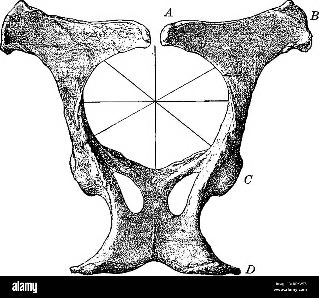 . I principi e le prassi di giudicare live-stock . Bestiame. La macchina di origine animale 21 viene fatto passare nella circolazione fetale, attraverso le arterie del cordone ombelicale ombelico o il cavo di alimentazione e di ritorno attraverso le vene della stessa struttura nella circolazione venosa generale della diga, per iniziare un altro ciclo. Con questo mezzo il feto è nutrito fino a dopo la nascita, quando il stabilire- mento del respiro e la digestione gli consente di aerare il proprio sangue e nutrire il suo tessuti. Tutti i tipi di connessione con la sua madre è tagliata con il taglio del cordone, che avviene subito dopo la nascita. 26. Durante il parto. Foto Stock