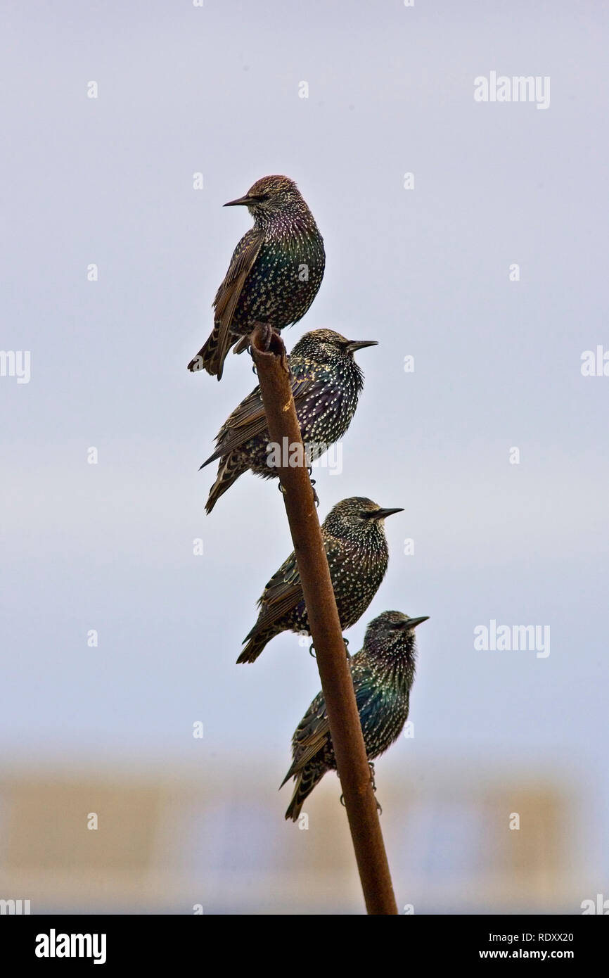 Quattro storni comune (Sturnus vulgaris) appollaiato su un palo, d'inverno il piumaggio, Continentale, Shetland, Scotland, Regno Unito. Foto Stock