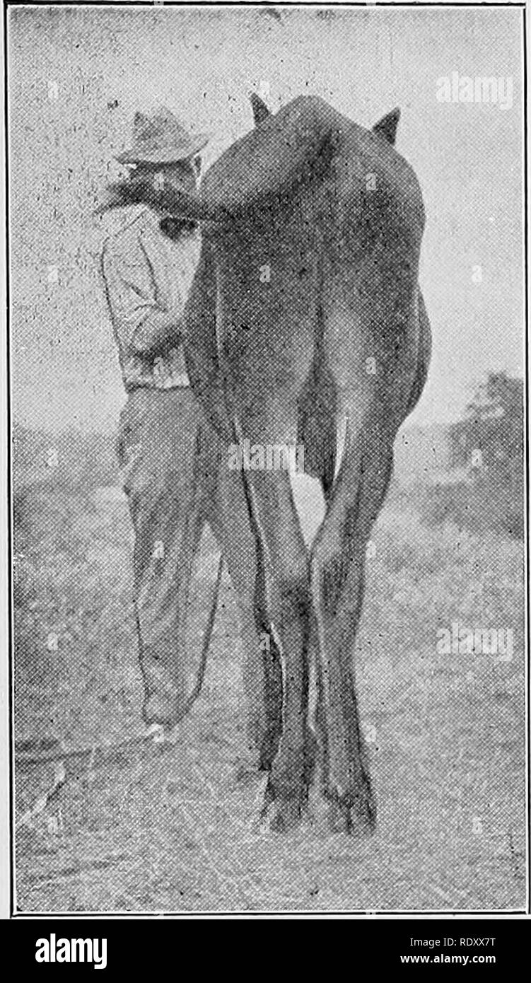 . A giudicare gli animali della fattoria . Bestiame. A giudicare i martinetti e JENNETS 181 verso il basso vero e di essere ben car- ried. Le zampe posteriori apparire pesante per la dimensione dell'animale e le articolazioni sembrano spesso grossolana. Hooper e Anderson stato* che "il garretto dovrebbe essere da 18 a 21 cm di circonferenza, mentre il gaskin dovrebbe misurare vicino a 16 pollici e la misurazione del cannone posteriore dovrebbe ap- in prossimità di 10 pollici nella cir- cumference. " Le zampe posteriori sono più piccoli di quelli anteriori, e un po' più ripida e stretta. Le zampe posteriori del martinetto non sono contrassegnati con "Torace- dadi, " come nel cas Foto Stock