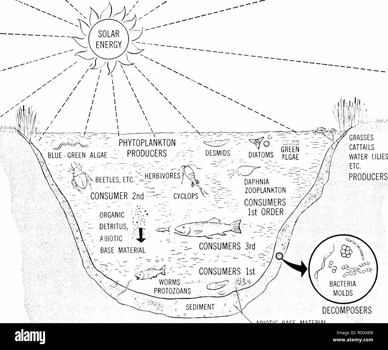 . Principi di biologia moderna. Biologia. 588 - Eredità ed evoluzione gradi da accumuli di materia organica, ri- memorizzare la base abiotica di inorganico nu- trients. In breve, ogni ecosistema rappresenta un microcosmo, disciplinata dalle stesse leggi inesorabili che determinano l'economia della vita sul nostro pianeta terrestre come un intero (Cap. 10). Un laghetto (Fig. 30-13) servirà per esemplificare l'economia di una piccola ma il definitivo eco-sistema. Un tale sistema può sopportare solo per un secolo o due, perché un invasione di piante radicate (cattails, ninfee, ecc.) saranno gradu- alleato tendono a riempire lo stagno, converti Foto Stock . Principi di biologia moderna. Biologia. 588 - Eredità ed evoluzione gradi da accumuli di materia organica, ri- memorizzare la base abiotica di inorganico nu- trients. In breve, ogni ecosistema rappresenta un microcosmo, disciplinata dalle stesse leggi inesorabili che determinano l'economia della vita sul nostro pianeta terrestre come un intero (Cap. 10). Un laghetto (Fig. 30-13) servirà per esemplificare l'economia di una piccola ma il definitivo eco-sistema. Un tale sistema può sopportare solo per un secolo o due, perché un invasione di piante radicate (cattails, ninfee, ecc.) saranno gradu- alleato tendono a riempire lo stagno, converti Foto Stock