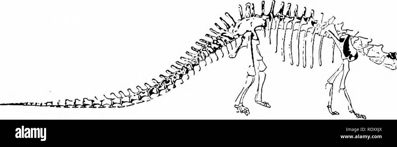. Principi di biologia moderna. Biologia. Fig. 29-7. Parte di !eg di un dinosauro, D/p/odocus, come scoperto nella cabina di osso cava, Wyoming. (Cortesia del Museo Americano della sua naturale- tory, New York.) (Figg. 29-7 e 29-12); e lo studio dei fossili costituisce la scienza della paleontologia. Pochi i fossili sono trovati in derive di sabbia, asfalto, ambra (resina pietrificata), e nel ghiaccio delle regioni artiche, ma una stragrande maggioranza di fossili si trovano in rocce sedimentarie. Queste rocce stratificate sono formati più ampi, acqua dalla lenta deposizione di sabbia, argilla, fango o calce, che successivamente si induriscono in Foto Stock