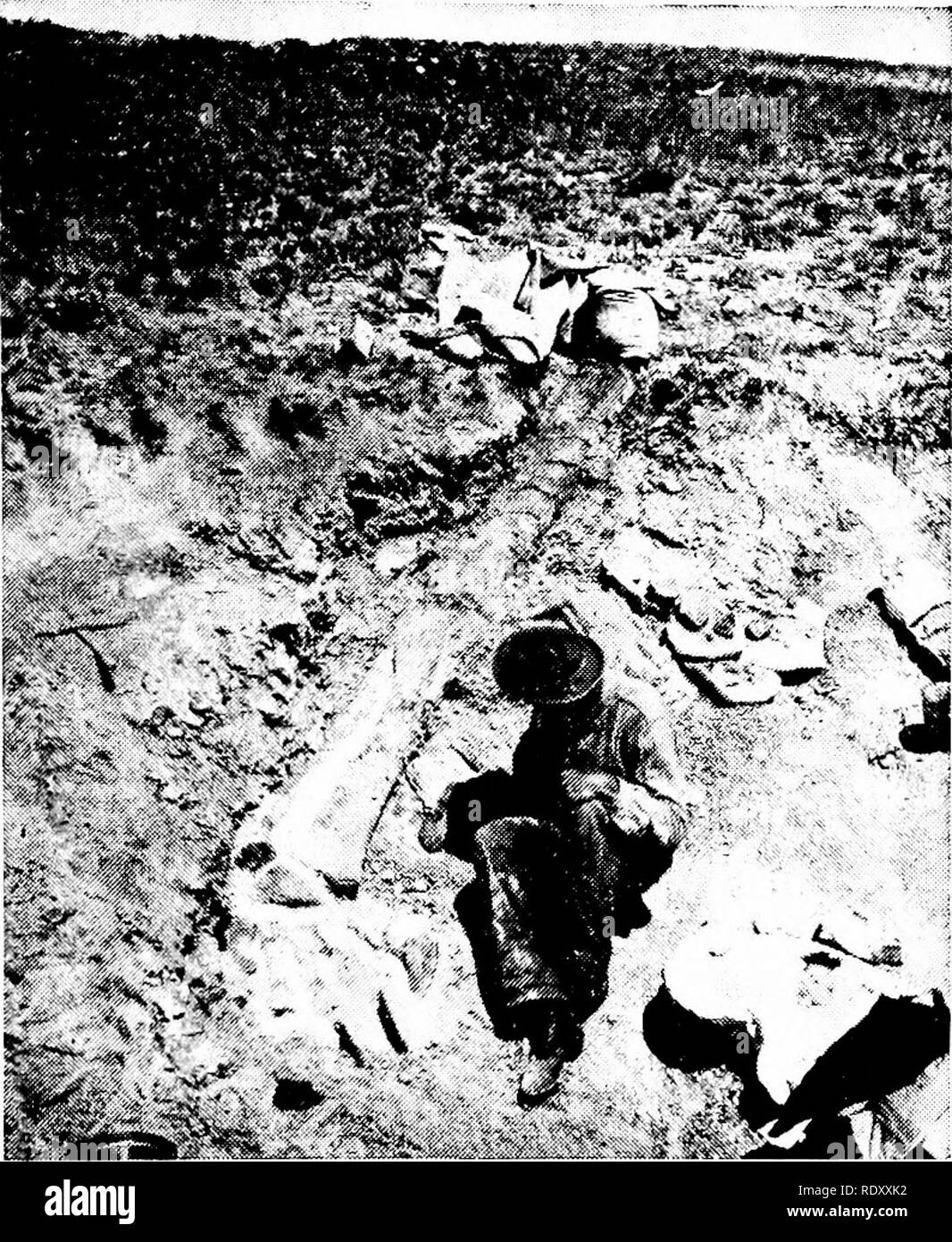 . Principi di biologia moderna. Biologia. Le conseguenze dell'evoluzione - 561. Fig. 29-7. Parte di !eg di un dinosauro, D/p/odocus, come scoperto nella cabina di osso cava, Wyoming. (Cortesia del Museo Americano della sua naturale- tory, New York.) (Figg. 29-7 e 29-12); e lo studio dei fossili costituisce la scienza della paleontologia. Pochi i fossili sono trovati in derive di sabbia, asfalto, ambra (resina pietrificata), e nel ghiaccio delle regioni artiche, ma una stragrande maggioranza di fossili si trovano in rocce sedimentarie. Queste rocce stratificate sono formati più ampi, acqua dalla lenta deposizione di sabbia, argilla, fango o Foto Stock