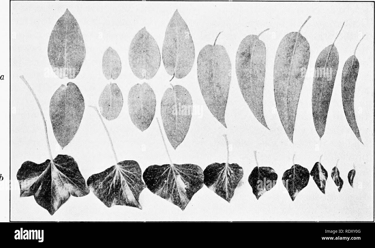 . La genetica in relazione all'agricoltura. Bestiame; eredità; Variazione (biologia); selettocoltura delle piante. Mutazioni 275 del processo della mitosi (vedere p. 60). È stato dimostrato da Babcock e Lloyd che nessun significato speciale deve essere allegata al verificarsi- renza di un rapporto che, in virtù delle leggi di campionamento semplice, non poteva avvenire oftener di una volta in tempi 1,155,000,000,000,000, soprattutto in vista del fatto che queste due varietà sono presumibilmente complesso ibridi, e la persistenza e deciduousness del calice lobi sono state variabili in genitori. Quindi utilizzare il termine di segregazione somatiche in carta opaca Foto Stock