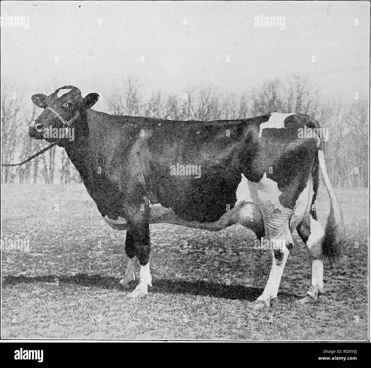 . Tipi e razze di animali da fattoria. Bestiame. 370 bovini Il Holstein-Friesian come burro-fat produttore tiene alto rango sul conto della grande resa di latte, che solitamente prove dal 3 al 4 per cento del grasso di burro. Alcune famiglie tendono a produrre latte povero di grassi, mentre altri mostrano una maggiore quantità. Gli allevatori sono persistentemente mettendo un premio per le vacche di test ad alto contenuto di grassi, e. Fig. 159. Pietertje cameriera Ormsby 78051, da Sir Onnsby Hengerveld DeKol 31212, una vacca Holstein-Friesian possedute da J. B. Irwin, Minneapolis, Minnesota. Nel 1911 world ufficiale della 30-giorno record di 145.66 libbre 80 per cento per il burro. Da Foto Stock