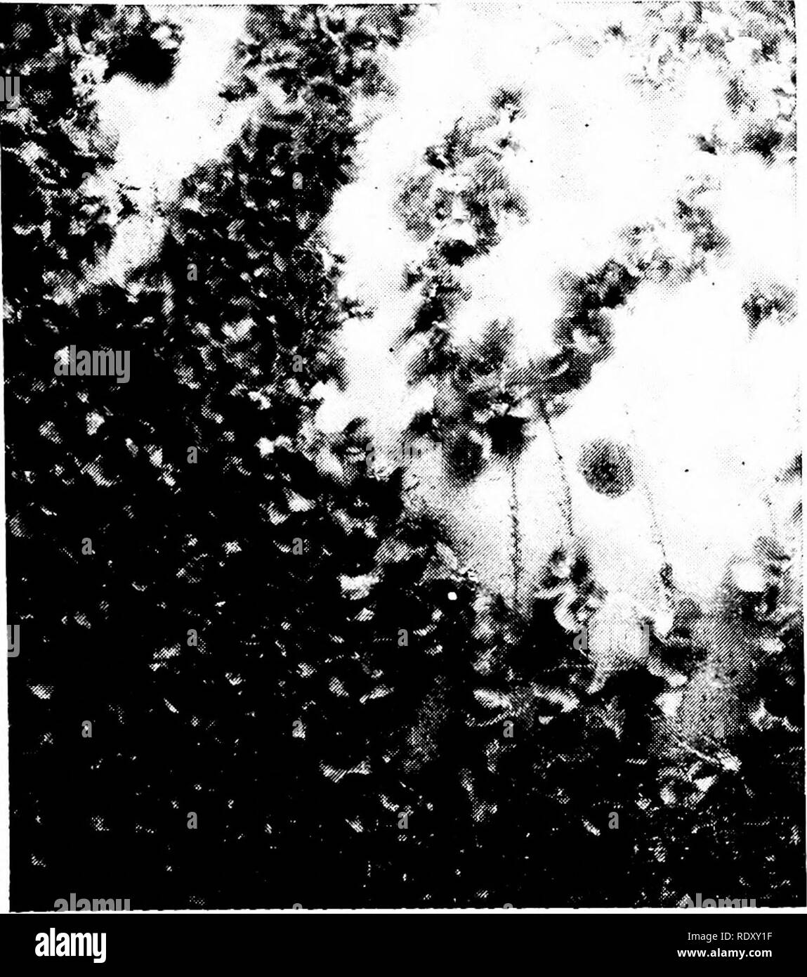 . Principi di biologia moderna. Biologia. La riproduzione nelle piante pluricellulari - 207. Fig. 12-5. Centinaia di felce gametofiti (prothallia) crescente sulla parete umida di un piccolo vaso di fiori. Questa foto mostra la dimensione effettiva approssimata del gameto- phytes. (Copyright, generale Alimentazione biologica House, Inc.) la generazione sporofito diploide sono. In sporangia, tuttavia, le spore derivano da meiosi da spore di cellule madre e ogni spore aploidi rappresenta l inizio del gametofito generazione. Ogni spora pro- duces tutte le celle del gametofito dalla mitosi, e di conseguenza tutti i cel Foto Stock