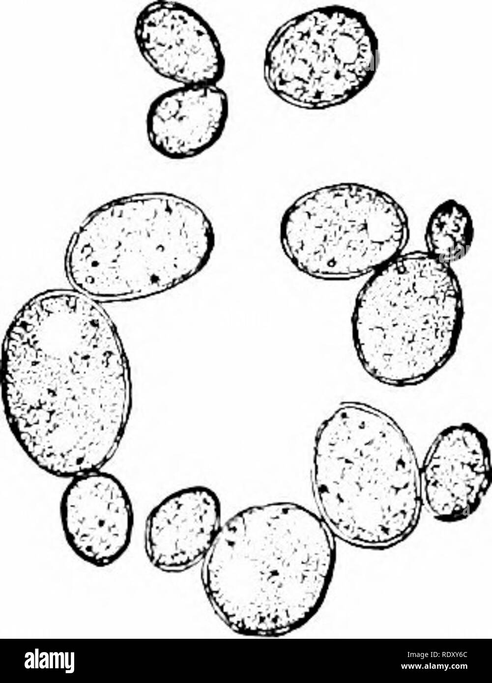 . Principi di biologia moderna. Biologia. 174 - Il micelio cellulare visualizza un organizzazione sinciziale; in altri è costituito da celle distinte, indi- vidually separati da trasversale pareti cellulari (Fig. 10-3).. Fig. 10-2. Le cellule di lievito, germogliando. I punti luce sono goccioline di grasso e cellula-sap vacuoli; i nuclei non sono visi- ble nel vivere, le cellule non colorate. Nutrizione di saprofiti della modalità di saprofiti della nutrizione è dis- svolto dalla maggior parte dei lieviti, muffe e batteri. Organismi saprofiti, come ani- Malles, richiedono almeno un minimo di pre- formato cibo organico; ma manca di una cavità digestive, saproph Foto Stock