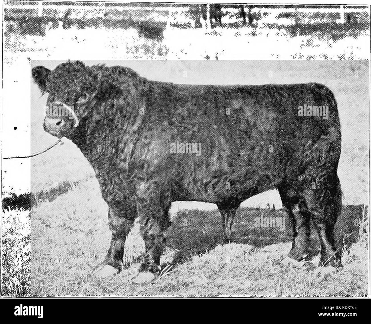 . Tipi e razze di animali da fattoria. Bestiame. Il GALLOWAY 303 tipo dovrebbero essere interrogati e assolutamente libera da scurs, o corna abortivo, il sondaggio essendo meno il picco rispetto al Aberdeen-Angus. Ci dovrebbe essere una forte ampiezza fra gli occhi con brevità da occhi alla fine del muso, che dovrebbe essere grande con ampie narici. Wallace, Scotch autore, afferma che l'orecchio è impostata piuttosto arretrato rispetto a nella maggior parte delle razze e dovrebbe puntare verso l'alto. Fig. 126. Picador 2d 42178, junior-campione di Galloway bull al 1917 inter- nazionale esposizione Live-Stock. Allevato e presentato da R. W. Brown, CarroUton Foto Stock