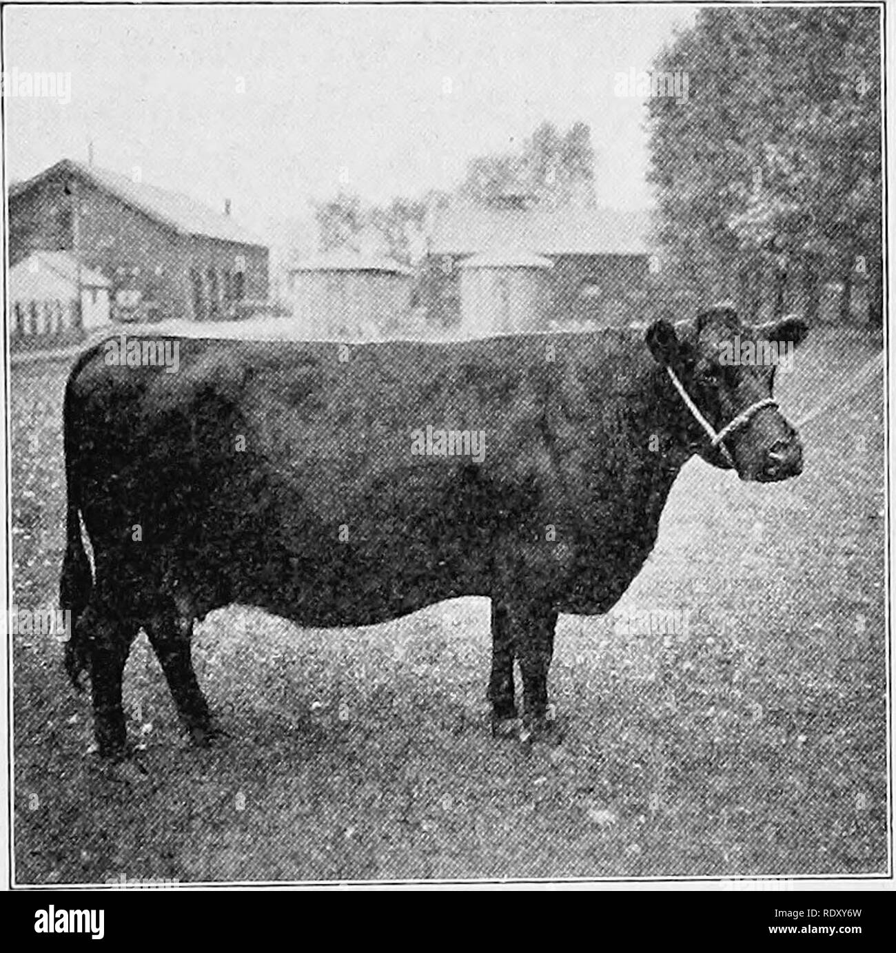 . Tipi e razze di animali da fattoria. Bestiame. L'Aberdeen-ANGUS 297 rappresentato su entrambi i lati dell'acqua, come dichiarato dal Sig. Pullen, " ha guadagnato distinzione principalmente per la produzione di una buona scorta e vincitore del premio tori, e come tale non è troppo comune un attributo, sembra essere una famiglia degna di conservazione." I prezzi proposto da Aberdeen-Angus bovini non hanno variava elevati come quelli portati da Shorthorn o Hereford, ma hanno fatto una molto buona che mostra. Le figure compilato dal Kansas Board di Agricoltura delle vendite a partire dal 1892 al 1901 compreso, compresi 3269 testa, dare Foto Stock