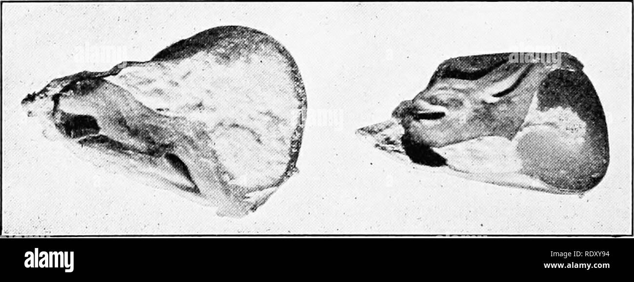 . La genetica in relazione all'agricoltura. Bestiame; eredità; Variazione (biologia); selettocoltura delle piante. 150 GENETICA IN RELAZIONE ALL'AGRICOLTURA la stessa costituzione genetica, pertanto, come un maschio di un puro bar-eyed gara, e ci si aspetta che egli verrà visualizzato il carattere nella stessa misura di un maschio da una razza pura. D'altro canto la femmina ha un'-cromosoma che porta il normale allelomorph recessivo del bar-fattore dell'occhio. Questo fattore può essere considerato come esercitare un influenza concorrenziale contro il bar-eye fattore di altri X-cromo- pi di gameti Bar-eyed 9 (B'X)(B'X) {B'X) X né Foto Stock