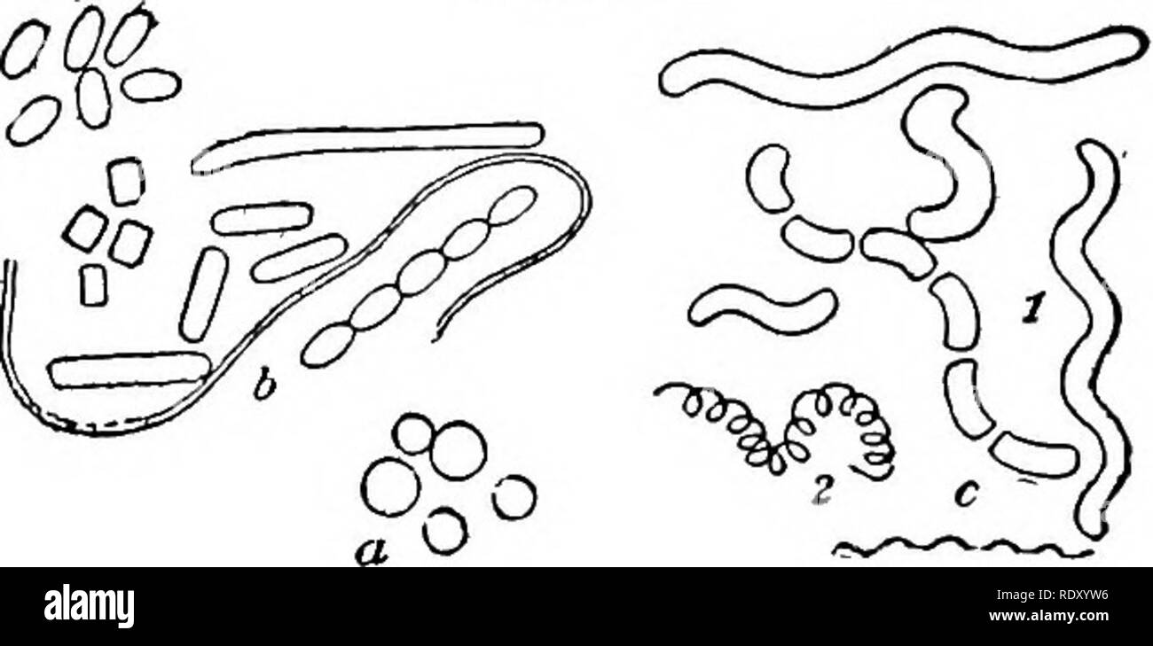 . La produzione e la manipolazione del latte pulito, comprese le pratiche di ispezione del latte. La produzione di latte; il latte. 4 Latte pulito individui. Il tempo richiesto per un germe di maturare e formare un nuovo germe può non essere più di venti minuti. Anche i germi di moltiplicare per spore-che è piccolo e rotondo o uovo - corpi sagomati appaiono entro la coppia di germi e questi più tardi- si allentano e si rompono e si sviluppano sotto circostanze favorevoli, in piena- cresciuto i germi di nuovo. I germi che aumentano in questo modo sono molto più difficili da uccidere, per nella fase di spore che spesso sfidano il calore prolungato, anche alla temperatura di ebollizione, e anche a freddo Foto Stock