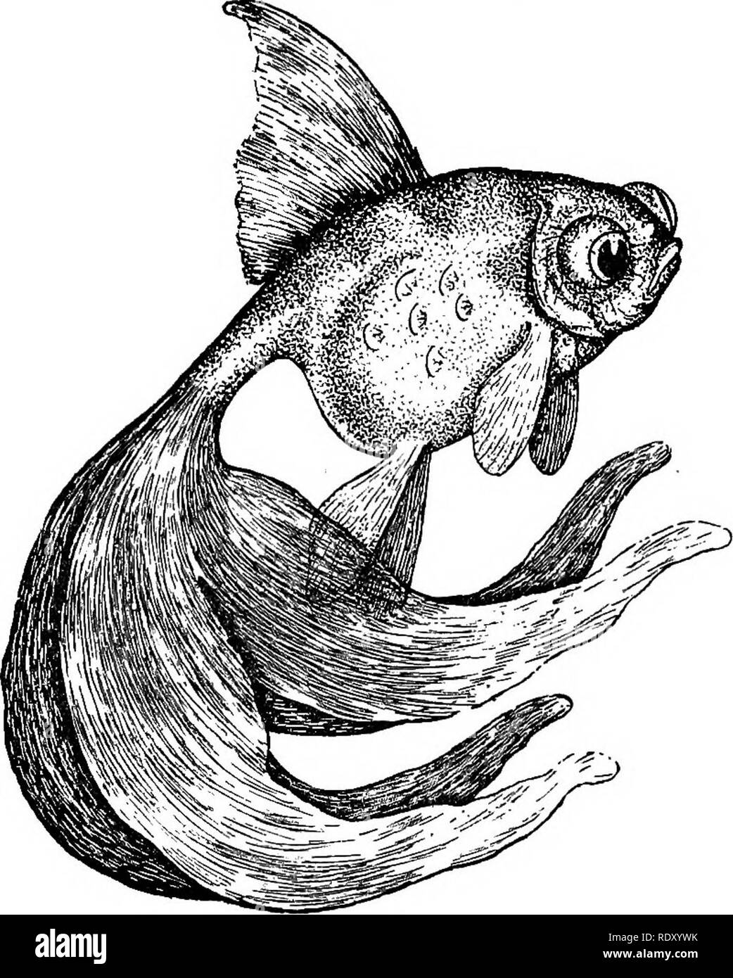 Goldfish razze e altri pesci di acquario, la loro cura e la propagazione; una guida per acqua dolce e acquari marini, la loro fauna, flora e di gestione. Acquari; Goldfish. GOLDFISH