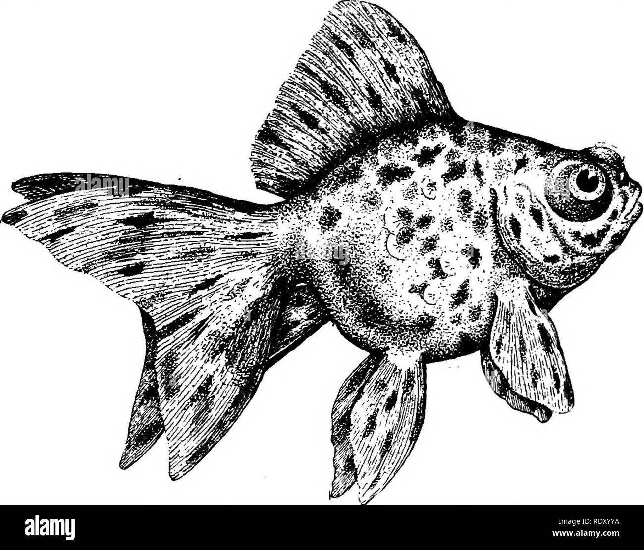 . Goldfish razze e altri pesci di acquario, la loro cura e la propagazione; una guida per acqua dolce e acquari marini, la loro fauna, flora e di gestione. Acquari; Goldfish. GOLDFISH razze di ogni altro diritto, depressione e ad angolo con il corpo. Le sue indicazioni sono più peculiare e sono costituiti da macchie irregolari di tutte le sfumature e le forme, distribuite casualmente su tutto il pesce, inclusi corpo, alette. FIG. 21-giovani cinesi telescopio a chiazze Goldfish vista laterale. La dimensione della vita e della coda. È così scalato in modo trasparente che la carne le tinte, che sono spesso di una pronunciata tonalità bluastra, può essere visto Foto Stock