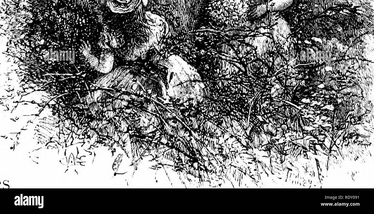 . Giornate di Pastorale; o, Memorie di una nuova Inghilterra anno. Storia naturale. ^ insr doccia, e si sentono i primi sust della spia /il- breeze â come i bassi onde e barlume contro la profonda nuvole grigio, in modo weirdly re- rispecchia nel flusso di deltaplano al di sotto, come una linea di giunzione aperta a un altro â sky ! Vedere l'argentato lampi di quel gregge di piccioni volteggiare. Dopo ARBUTUS.. Si prega di notare che queste immagini vengono estratte dalla pagina sottoposta a scansione di immagini che possono essere state migliorate digitalmente per la leggibilità - Colorazione e aspetto di queste illustrazioni potrebbero non perfettamente assomigliano al lavoro originale. Gibson, W. Hami Foto Stock