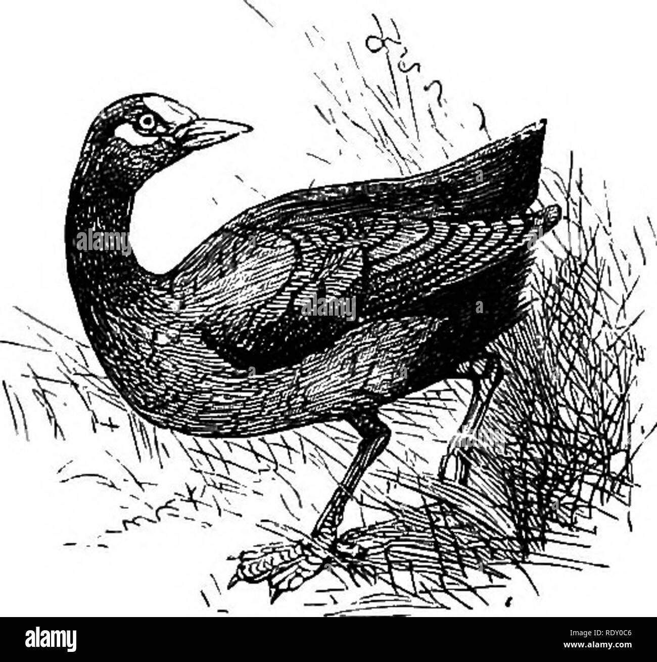 . Ore nel mio giardino e di altra natura-schizzi. Con 138 illus. Storia naturale. 54 Il mio Pond. greeny rifugi, sotto i rami di spazzamento di bullace, prugnolo, o Willow. I giovani sono molto grazioso-palline di soft black down, con un cuneo di greeny giallo per un becco. Se si guarda attentamente a come essi si muovono lungo il margine, i loro piedi andare twinkle, twinkle come sono in esecuzione con una sorta di movimento guizzanti, estremamente bella e interessante. Essi sono attivi a partire dal momento in cui lasciano l'uovo, e se spaventato quando i genitori sono assenti, avrà per l'acqua e nuotare anche il secondo giorno, Foto Stock . Ore nel mio giardino e di altra natura-schizzi. Con 138 illus. Storia naturale. 54 Il mio Pond. greeny rifugi, sotto i rami di spazzamento di bullace, prugnolo, o Willow. I giovani sono molto grazioso-palline di soft black down, con un cuneo di greeny giallo per un becco. Se si guarda attentamente a come essi si muovono lungo il margine, i loro piedi andare twinkle, twinkle come sono in esecuzione con una sorta di movimento guizzanti, estremamente bella e interessante. Essi sono attivi a partire dal momento in cui lasciano l'uovo, e se spaventato quando i genitori sono assenti, avrà per l'acqua e nuotare anche il secondo giorno, Foto Stock