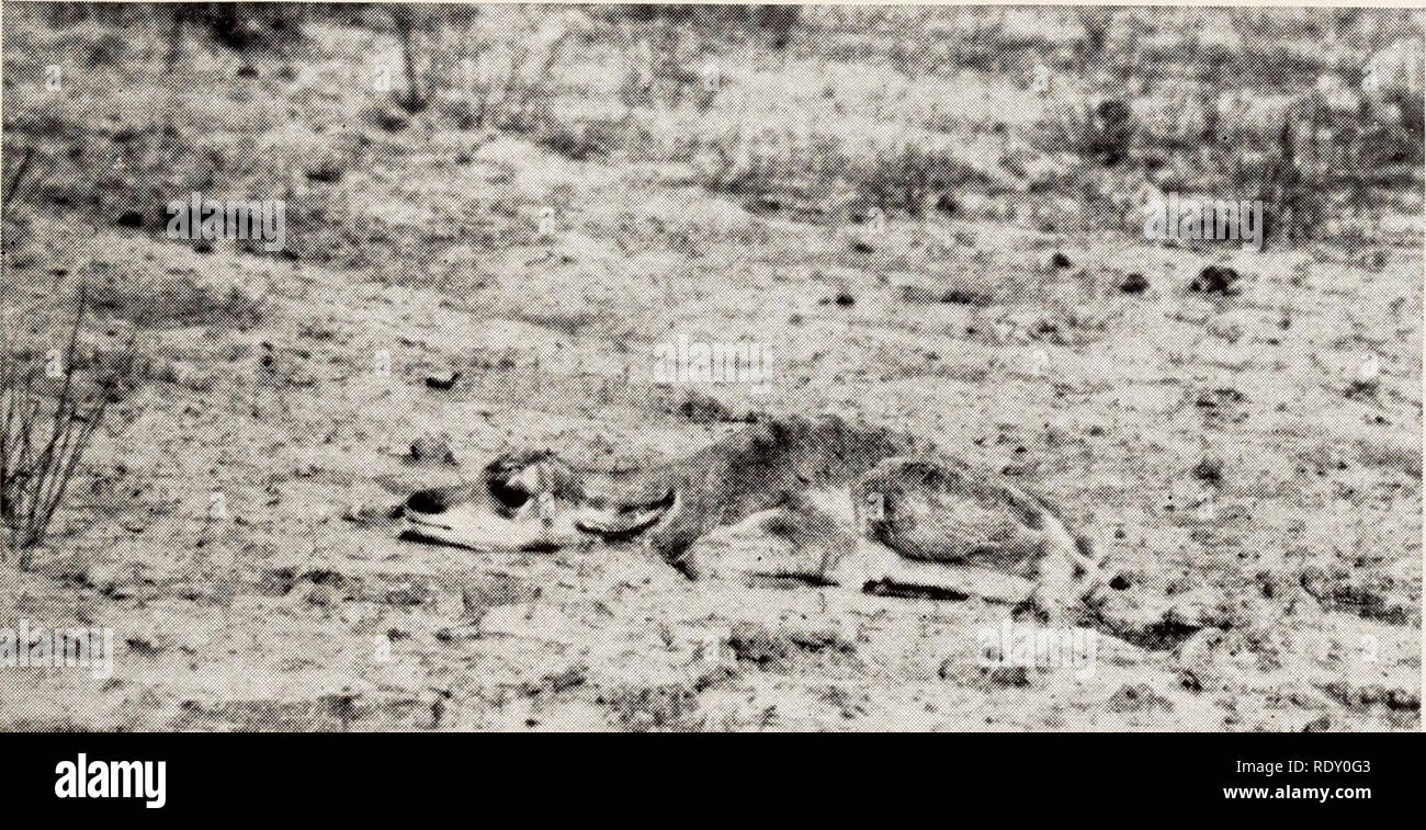 . Ecologia dei coyote in Yellowstone. Coyote. Figura 30.-il vecchio rossi è riuscito a salire e a piedi il fiume gardiner, dove ella cadde e non potrebbe aumentare. Marzo 7, 1938. Figura 37.-l'opaco, marrone grigiastro di un antilope fawn ben si sposa con il SAGEBRUSH E LA MASSA, rendendo più difficile da trovare rispetto la CONSPICU- OUSLY spotted giovani di elk o cervo. Ferro di cavallo, Giugno 77, 7938. 175. Si prega di notare che queste immagini vengono estratte dalla pagina sottoposta a scansione di immagini che possono essere state migliorate digitalmente per la leggibilità - Colorazione e aspetto di queste illustrazioni potrebbero non perfettamente assomigliano al Foto Stock