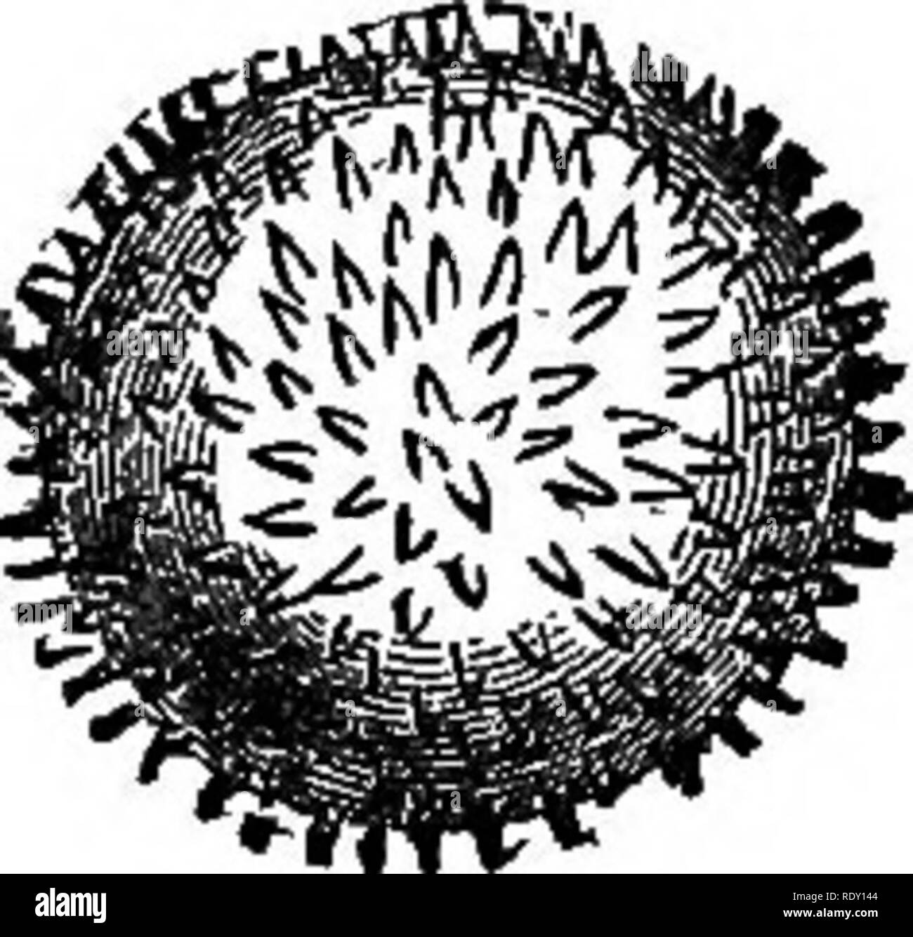 . Il grande mondo della fattoria; alcuni conto della natura di colture e di come essi vengono coltivati. Storia naturale. Po"ien di grano. Il polline della Hollyhock. semi, giacente racchiuso nell'ovaio alla base del pistillo, mentre il polline, che è quello di rendere i semi di loro, è nell'antera-sac sopra e, come sembra, fuori e al di là della loro portata. La questione è come sono i due per essere portati insieme ? Nel descrivere il primrose, abbiamo accennato che la parte superiore del pistillo termina in un pomolo; e questa manopola è una questione di grande importanza. Esso è chiamato lo stigma e di tutti i tipi di forme diverse di riferiscono a prodotti Foto Stock
