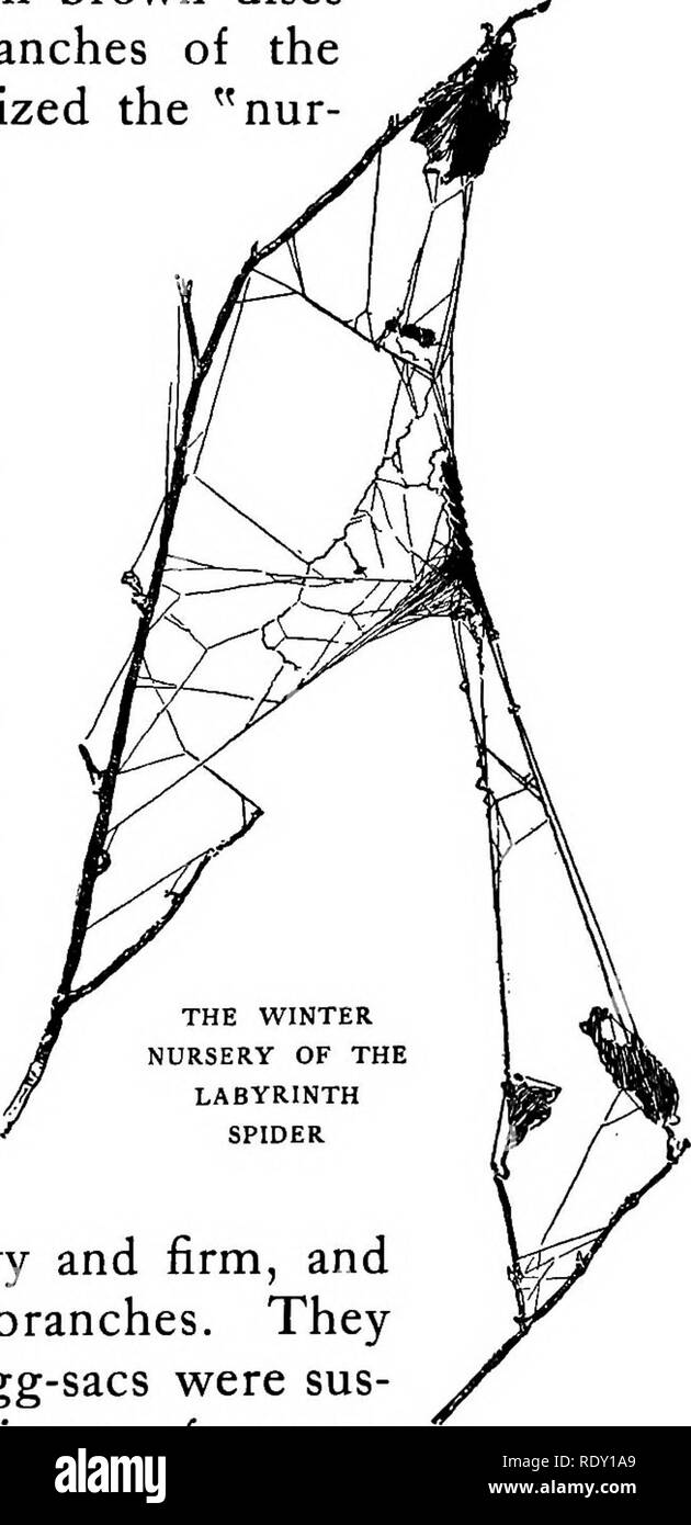 . Il Brook prenota; una prima conoscenza con il ruscello e i suoi abitanti attraverso la modifica di anno. Storia naturale. IN OTTOBRE 191 ing ho trovato il salotto pavimento coperto di strega- hazel semi. Ho scelto di loro e contati venti. Ero in procinto di lasciare la strega-Hazel e seguire il corso del torrente chiaro, quando la mia attenzione è stata chiamata a un certo numero di piccoli dischi marrone sospesa tra i rami dell'arbusto. In questi ho riconosciuto la "nur- sery" di un ragno, e concluso per indagare ulteriormente. Vi erano cinque piccoli colli fatto fino in seta opaca involucri e appeso uno sopra l'altro Foto Stock