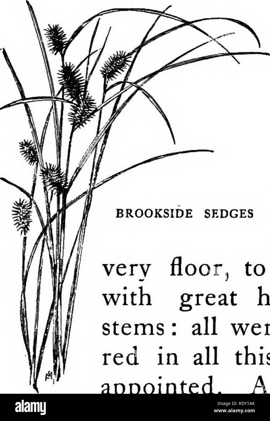 . Il Brook prenota; una prima conoscenza con il ruscello e i suoi abitanti attraverso la modifica di anno. Storia naturale. BROOK e la Lagoon 185 BROOKSIDE carici mettere il mio semi di arachide nella mia tasca come un trofeo, sono tornato alla mia barca e ha preso i remi. Al di là, il flusso era inizia ad allargarsi in una sorta di laguna. Le banche erano meno ombreggiato e le piante più simili a quelli del paese aperto. Vi Joe-Pye erbaccia e oro annuì a ogni altro sopra uno specchio, e le loro riflessioni annuì all' unisono. Swamp milkweed in pieno fiore e il profondo blu lobelia affollato ogni altro e il loro possesso- s Foto Stock