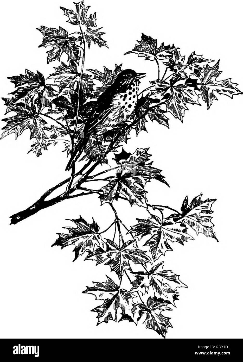 . Il Brook prenota; una prima conoscenza con il ruscello e i suoi abitanti attraverso la modifica di anno. Storia naturale. 158 Il ruscello libro per conoscere i tordi al loro meglio uno non deve dipendere dalla possibilità di abitanti del frutteto o giardino. Essi sono più spesso sentito rispetto a quanto visto per il legno tordo da soli di avventurarsi a nido vicino abitano- rali. Nel profondo dei boschi, lungo la selvaggia e unfre- quented torrenti veery shyer e lei- mit tordo vivono la loro vita appartata. Tra il New Hampshire colline e soprattutto dal lato della sua chiara ruscelli di montagna, l'eremita tordo trova un più congeniale abitazione. Per dove Foto Stock