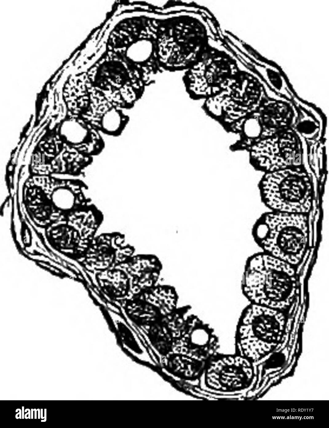 . La fisiologia degli animali domestici; un libro di testo per i veterinari e gli studenti medici e professionisti. Fisiologia, confronto; gli animali domestici. Fig. : 3.-ghiandola mammaria del cane nella seconda fase di secrezione. (Heidenhain.) Fig. 264.-ghiandola mammaria del cane in Medio Stagk di secrezione. (Heidenhain.) varie intermedia^ stadi può essere riconosciuta. Da questi cambiamenti istologici Heidenhain conclude che nella formazione del colostro in cellule epiteliali non vengono disciolti, e che pertanto il colostro corpuscoli non sono grasso, cellule epiteliali degenerate, ma che solo la libera en Foto Stock