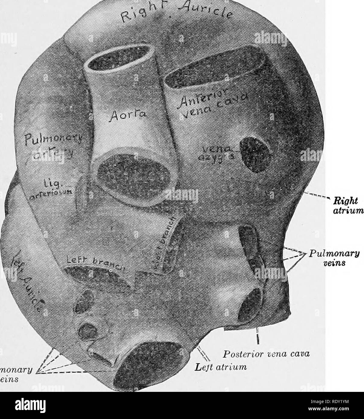 . Principi della scienza veterinaria; un libro di testo per l'uso nelle scuole agrarie. Medicina veterinaria. Il sistema CIRCtTLATORY 127 del cuore del cavallo è 7J^ libbre; del bue 5j^ libbre. Questa differenza è in armonia con il carattere del lavoro svolto da ogni animale. Il pericardio, una sacca fibrosa rivestita con una membrana sierosa, circonda il cuore. In essa si trova una caratteristica di secrezione, il fluido pericardica.. Le vene polmonari £ polmonare posteriore zz vena cava atrio Lejt Fig. 40.-Base del cuore di cavallo, con grandi navi, fotografia del campione indurito in situ. (Sisson, Anat Foto Stock