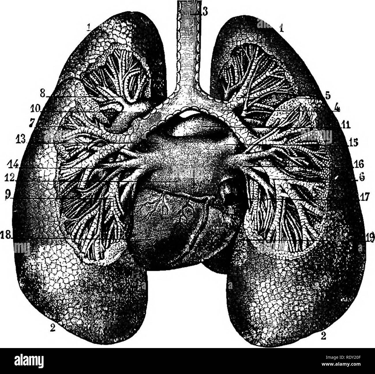 . Un libro di testo comparato di fisiologia per gli studenti e gli operatori di confronto (veterinario) medicina. Fisiologia, comparativo. 368 fisiologia comparate. in grande misura rivestite con cellule appiattite e supporto di innu- merable sangue capillare-navi. L'aria viene immessa la com-. FiG. 290.-bronchi e ai polmoni, vista posteriore (Sappey). 1,1, Vertice dei polmoni; 2,2, base dei polmoni; 3, trachea; 4, Bronco destro; 5, divisione al lobo superiore di ning; 6, divisione di lobo Tower; 7, Bronco sinistro; 8, divisione al lobo superiore; 9, divisione al lobo inferiore; 10, il ramo di sinistra della arteria polmonare; 11, destra b Foto Stock
