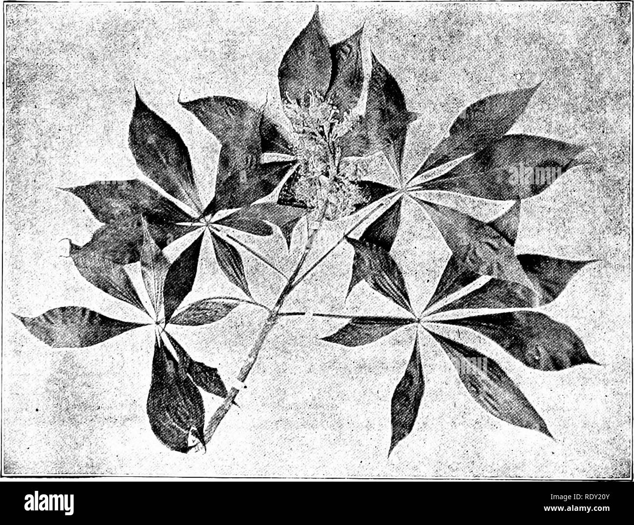 . Un libro di testo di patologia veterinaria, per studenti e professionisti. Patologia veterinaria. 4, paragrafo 3 i-:tkrinarv patjiology. -*.I)i-o-hum piante arc di probabilità in più di essere causa di pregiudizio rispetto a prima la crescita o ben sviluppato piante. Piante velenose di solito hanno alcune proprietà nocive come odore, sapore, o di aspetto che li protegge da consump- zione da parte degli animali. Avvelenamento- si verifica di solito in animali che hanno fame o non sono abituati alla posizione, o almeno non hanno familiarità con le piante che abbondano lì. Gli animali nei quartieri dove piante velenose si trovano di solito sono familiarità con il disaccordo Foto Stock