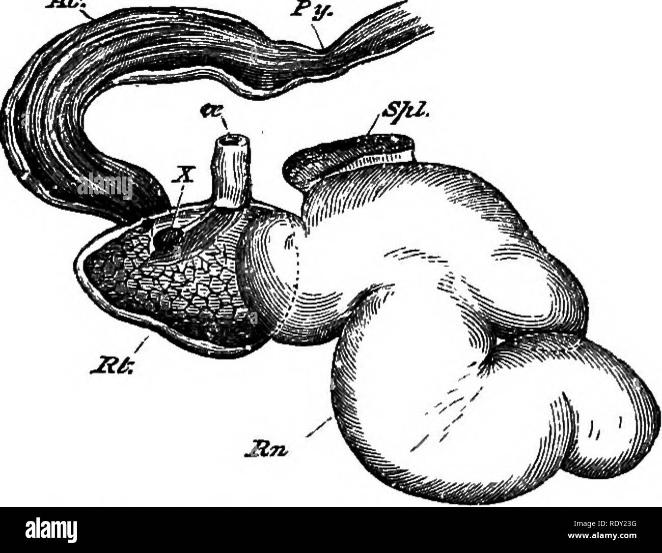 . Un libro di testo comparato di fisiologia per gli studenti e gli operatori di confronto (veterinario) medicina. Fisiologia, comparativo. Fig. 271.-a. Stomaco di pecora. B. stomaco di mii6k-cervi. ce, esofago; Bn, ru- uomini; Ret. reticulum; P5, psaltesium; A. Ab, abomaso; Du, duodeno; Py, piloro (Huxley). • La manyplies è così chiamato dal arrangemient della sua membrana di muco in pieghe, a condizione, tuttavia, non altrettanto ben marcato in tutti i ruminanti. Una struttura nota come il canale esofageo, (Solco, scanalatura). Comunica con i primi tre stomaci. Durante il swallow- ing, la sua porzione inferiore è r Foto Stock