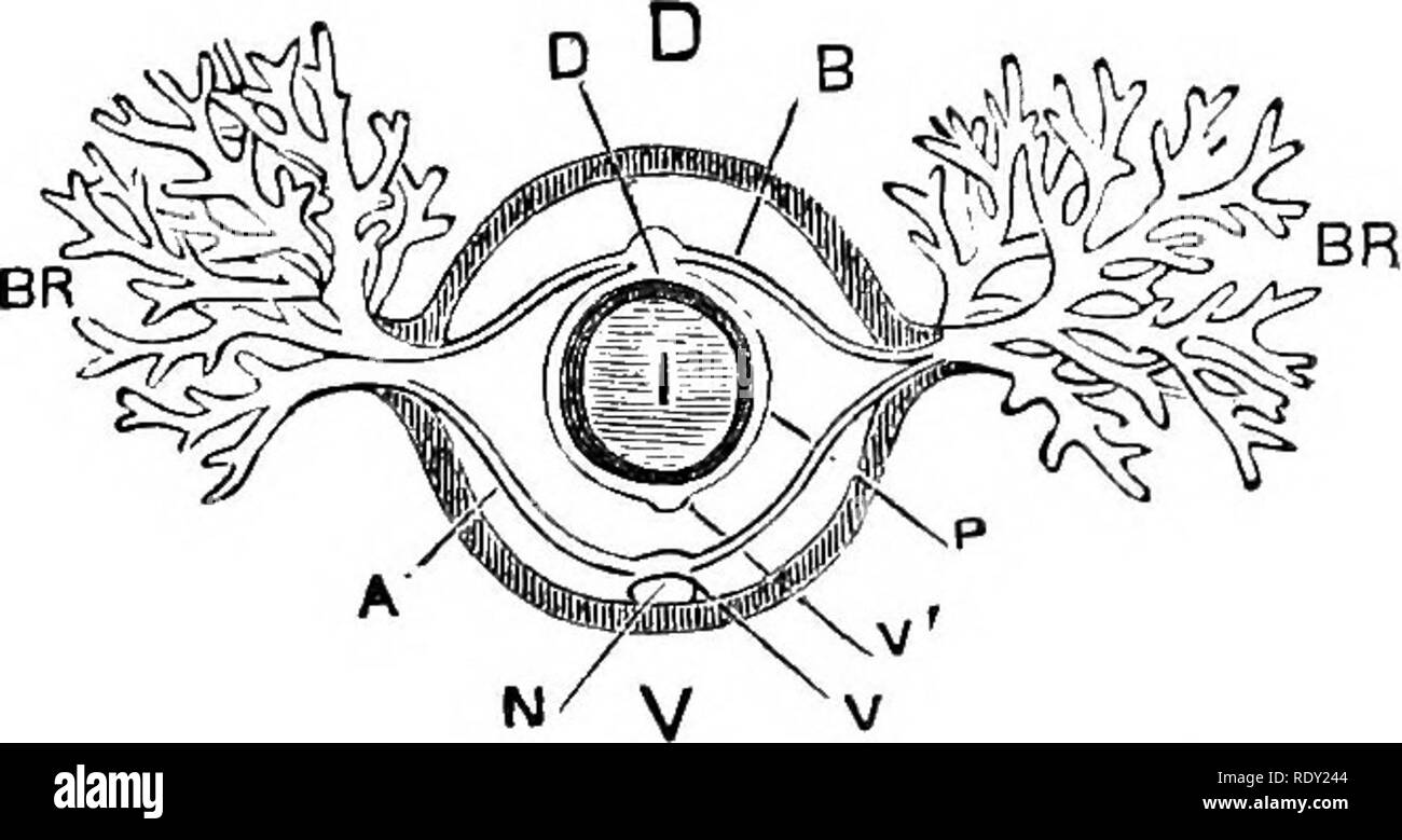 . La fisiologia degli animali domestici; un libro di testo per i veterinari e gli studenti medici e professionisti. Fisiologia, confronto; gli animali domestici. EESPIKATION. 565 Nella crociera dell'apparato respiratorio è costituito da una serie di sacchi, meno numerose di quelle trachee del baco da seta e non communicat- ing con ogni altro ; ancora spazio aggiuntivo è ottenuto disponendo bjT la membrana di rivestimento in una serie di pieghe che si trovano in stretta relazione tra di loro come le foglie di un libro, formando così la prima indicazione di un polmone. Dalla vasta superficie così prodotte, in cui risiede un net-wo Foto Stock