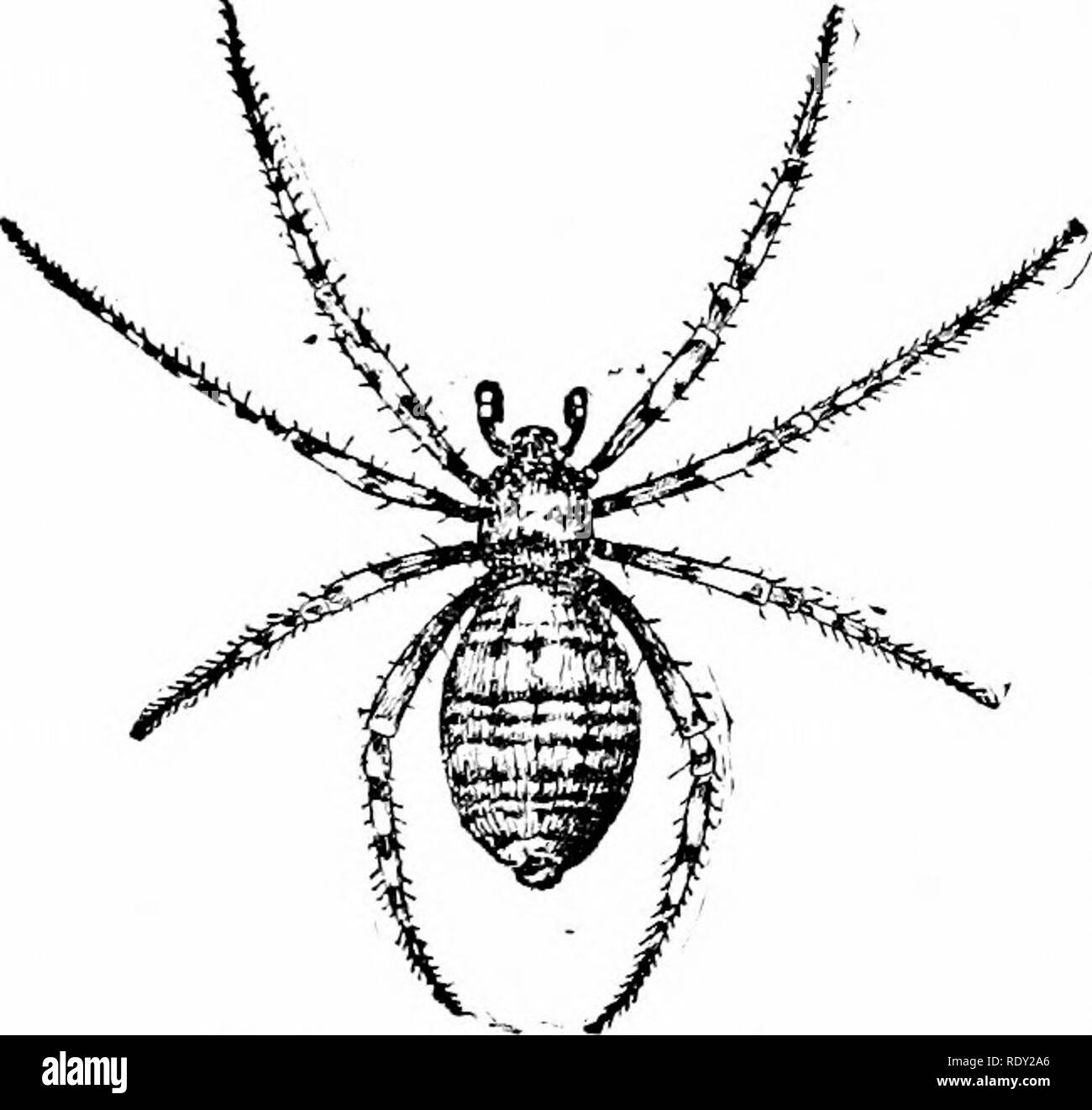 . Lezioni di studio della natura. Lo studio della natura. Ragni 115 caratterizzati dal loro contorno circolare entro la quale sono disposti vari raggi e una serie di circolari concentrici o filettature a spirale. Il laccio circolare è di solito collocato all'interno di un triangolo irregolare o un quadrangolo o un poligono che si tiene in forma e posizione da stout soggiorno linee che si estendono e fissaggio al rami adiacenti o pali da recinzione o telai di porte o qualunque cosa serve come lavoro di cornice per il laccio. I veli possono variare notevolmente in termini di dimensioni, il più grande di essere a volte un piede e mezzo a due metri in diametro. I ragni che girano questi web Foto Stock