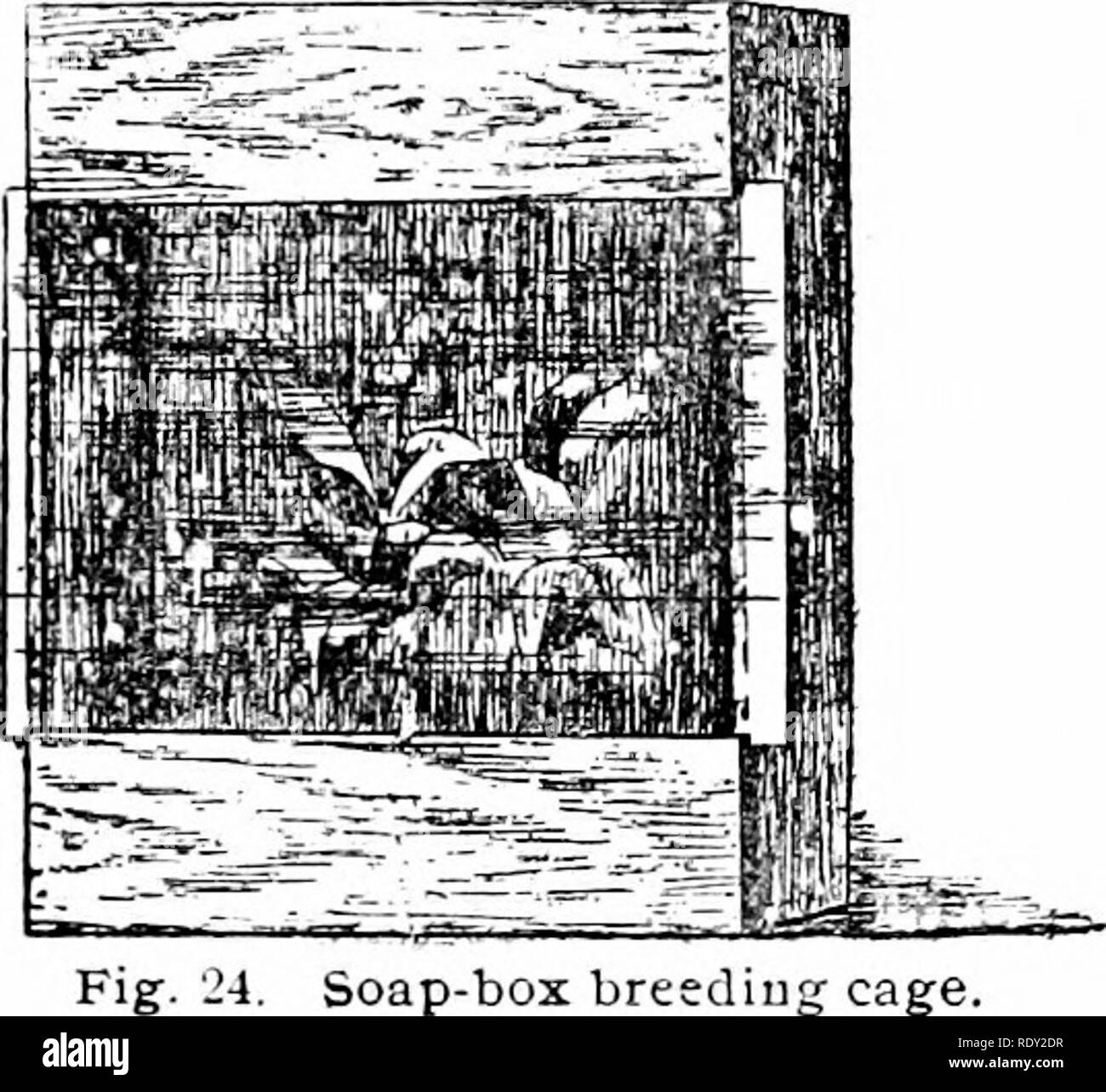 . Lezioni di studio della natura. Lo studio della natura. Allevamento di insetti in SCHOOI^-camera. 47. Soap-box gabbia breediug. essere occasionalmente bagnato così che i bozzoli possono essere tenuti in un non troppo secco. Papa; che si trovano la metropolitana deve essere tenuto sepolto nel terreno o MOSS. Questo suolo non dovrebbe essere consentito di diventare troppo dij-, né dovrebbe essere mantenuta troppo umida. Gli insetti che si nutrono di essiccato o decadere tappetino organico- ter può essere messo,insieme con una fornitura di prodotti alimentari in un vetro frutta jar, sopra la parte superiore delle quali zanzariere è legato. Da alcuni dei bozzoli o chrysalides emetterà, non falene o butterflie Foto Stock