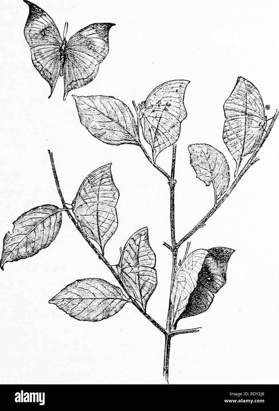 . Una guida generale al British Museum di Storia Naturale) ... Con piani e una vista dell'edificio. British Museum (storia naturale). L'albinismo. 15 presente come congetturale. Wliatever essere la vera spiegazione, fatti sliovn dagli esemplari in questa baia sono molto curioso e degno di attenta considerazione. Il caso successivo sul lato est del centro della hall gruppo iUus- contiene una serie di esemplari che illustra l'albinismo, una condizione ^j^^f^i nel quale il pigmento o colorante, usualmente presenti in. Fig. 1.-l'Leaf-Buttekflt (Callima inachis) in volo e a riposo. la pelle, e gi Foto Stock