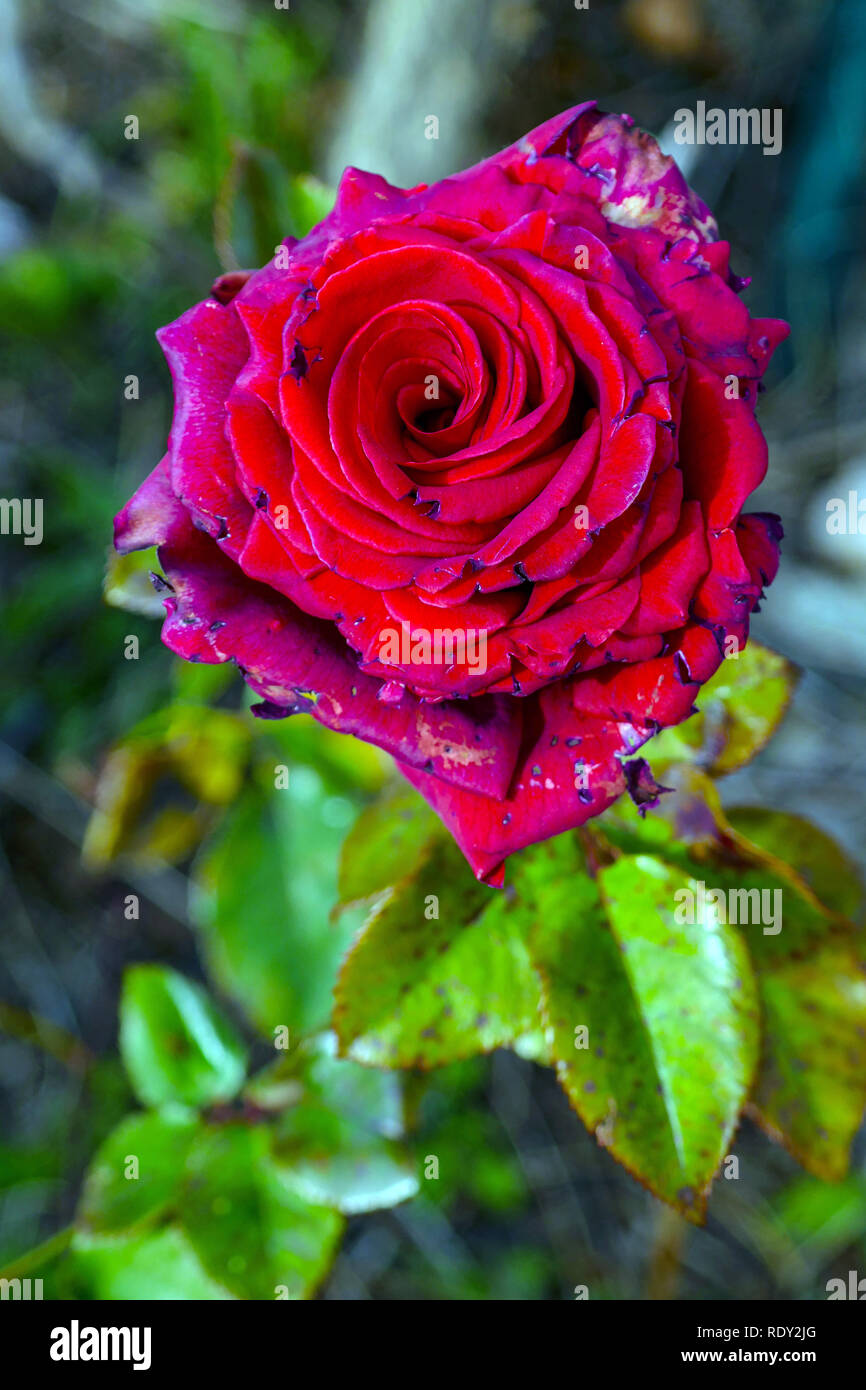 Single red rose passato il suo miglior, cercando malridotti e vecchio Foto Stock