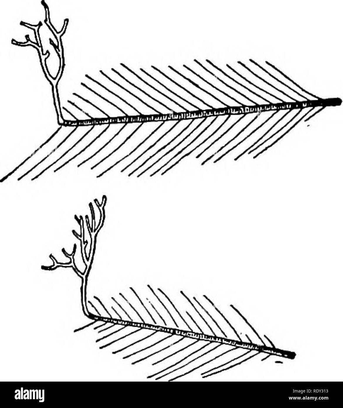 . Studi di fisiologia generale. Fisiologia; Phototropism; Geotropism; riproduzione; irritabilità; rigenerazione (biologia). 204 Studi di Fisiologia Generale. a Napoli non ho trovato una sola eccezione a questa regola. Quando un pezzo è stato tagliato dallo stelo di Antennularia anten- nina e un nuovo stelo è cresciuto fuori di esso, sia attraverso- regenera tion o attraverso heteromorphosis, la neonata stelo aveva, in circostanze ordinarie, tutte le caratteristiche del vecchio-crebbe verso l'alto con- out ramificazione. In certe biella esterna- ditions, tuttavia, una natura completamente diversa dello stelo è stata rigenerata. A abete Foto Stock