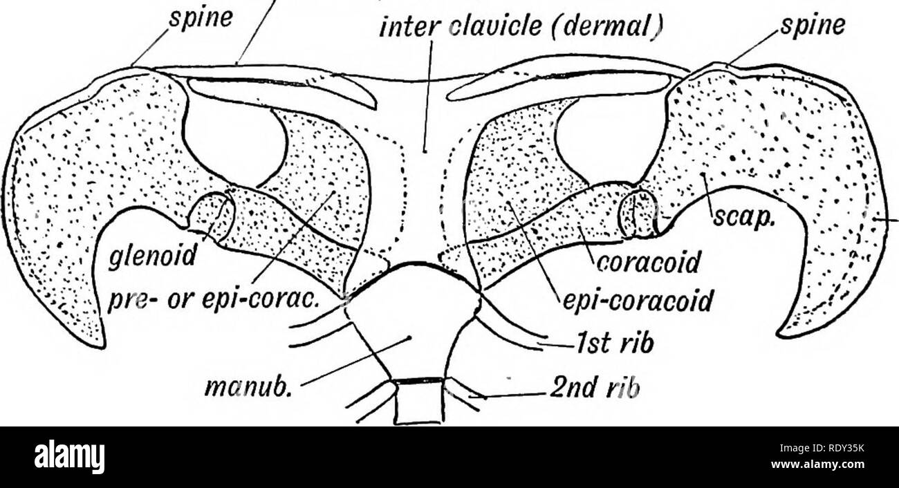 . Embriologia umana e morfologia. Embriologia umana; la morfologia. 300 embriologia umana e morfologia. (2) il bordo vertebrale (CREST) ha assunto enorme allungata e dà l'attacco ai muscoli addominali, tagliare le fibre di inserimento della obliquo esterno che formano la parte principale di Poupart del legamento; (3) l'ischio non raggiunge la linea ventrale. Nella maggior parte dei volatili, né ischio né pubes raggiunge la linea ventrale. Il pubes non riescono a soddisfare in casi di ectopia vesicae. La sinfisi pubica è formata nella linea ventrale. Il cotile osso-os acetabuli-è formata in Y-cartil sagomato Foto Stock
