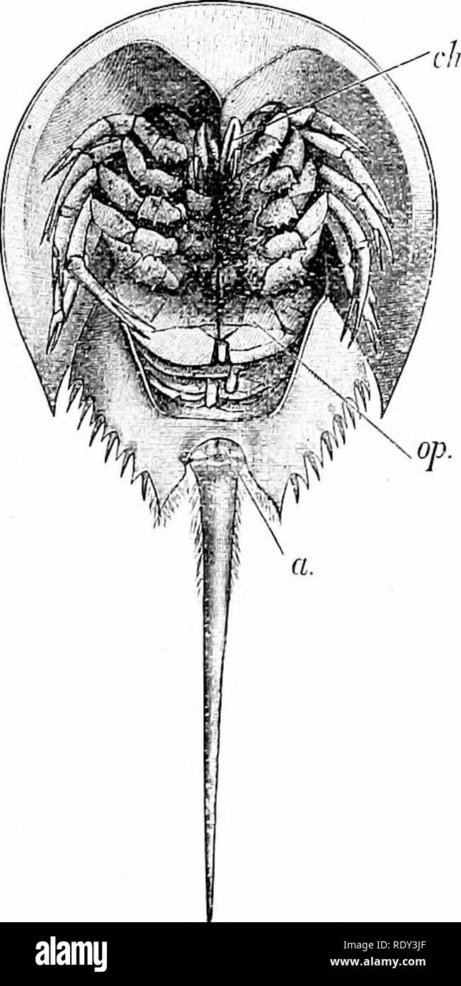 . Contorni di zoologia. Zoologia. Re granchio. 339 allegato dei muscoli. Va notato tuttavia che una struttura analoga si verifica in Apiis e alcuni altri crostacei. L'N'ervoiis sistema.-supra-cesophageal cervello emette i nervi agli occhi. Uniti al cervello sono due ganglionated e trasversalmente collegati commessure formando una lunga ovale anello esofageo, dando fuori i nervi agli arti e continuato in un ganglionated cavo addominale. Anello Ensheathing, ventrale di corde e alcuni dei nervi sono numerosi vasi sanguigni. Ci sono due "composto" gli occhi sdraiato verso i lati o Foto Stock