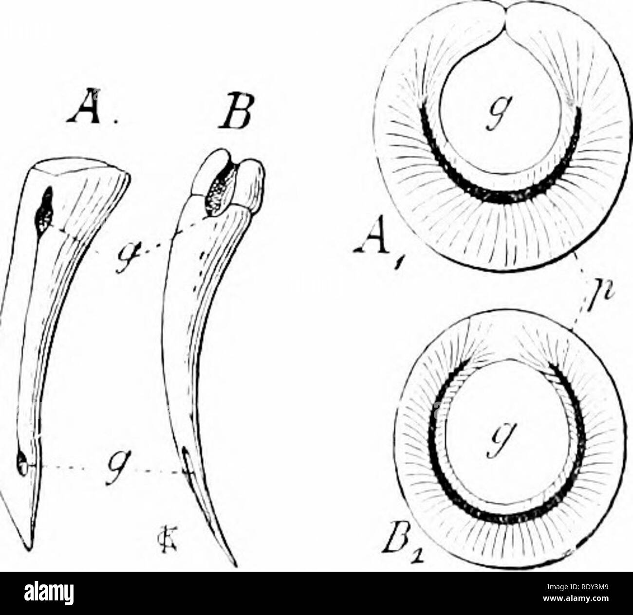 . Un manuale di zoologia. Zoologia. fiOO GIIORDATA. Ordine di sub II. PYTHONOMORPHA. Grande, estinte, estremamente elon- rettili di gate con quattro tiipper-liko arti e forte di coda di nuoto. Fiorirono nel cretaceo. Mosasaurus, CUdastes. Ordine di Sub III. OPIIIDIA. I serpenti si distinguono dalla maggior parte delle lucertole dalla mancanza degli arti, e collegato con questo le analoghe verte- brae in cui solo il tronco e caudals può essere distinto. La mancanza caudals nervature, ma questi sono presenti e in lungo la zona del tronco, che serve per la locomozione e sostenere il corpo sulla tlieir distali. Poiché non vi sono legless li Foto Stock