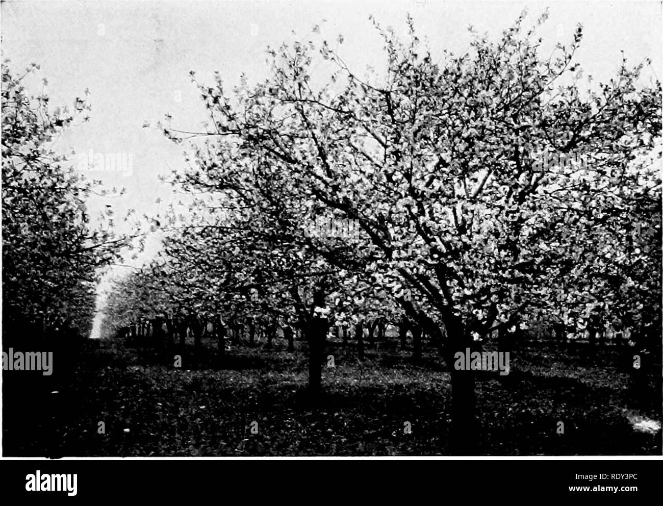 . Orticoltura; un libro di testo per le scuole superiori e Normals. Il giardinaggio; giardinaggio di vegetale; frutti-coltura. Coltivazione 225 intitolata basso può essere cresciuto come vicino di sedici piedi ogni modo. Se gli alberi sono a capo di alta e se il suolo è ricco in modo che la crescita sarà grande la distanza può essere da venti a trenta-tre piedi oltre ogni modo. La semina può essere effettuata sia in fine di autunno o primavera. Nel sud degli Stati Uniti la semina autunnale può essere seguita anche. Solo pochi alberi sono necessari per la casa frutteto, ma se un sur- plus può essere facilmente commercializzato è ben per avviare un certo numero di alberi da frutto Foto Stock