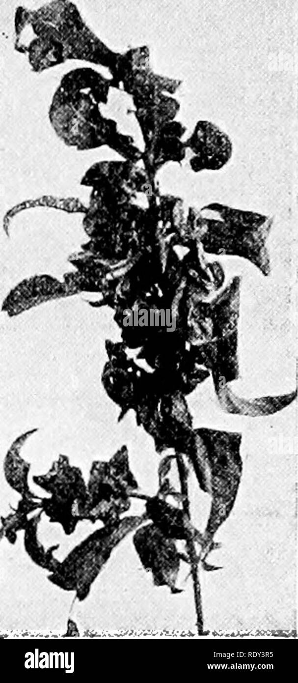 . Orticoltura; un libro di testo per le scuole superiori e Normals. Il giardinaggio; giardinaggio di vegetale; frutti-coltura. Fig. 148.- -marciume bruno (monilia) sulla pesca e susina. Essa riguarda il frutto, rametti e foglie di tutti i frutti di pietra. in estate precoce o successiva (Fig. 149). Il problema è di solito- controllato senza sforzo particolare durante la spruzzatura di frutteti con fungicidi per altre malattie come il marciume bruno e scabbia. Peach Scab è una grave malattia del pesco in alcune sezioni. Essa riguarda il frutto e la fa indurire e split su un lato e i ramoscelli girare marrone. Questo li rende re- semble un attacco di ramoscello Foto Stock