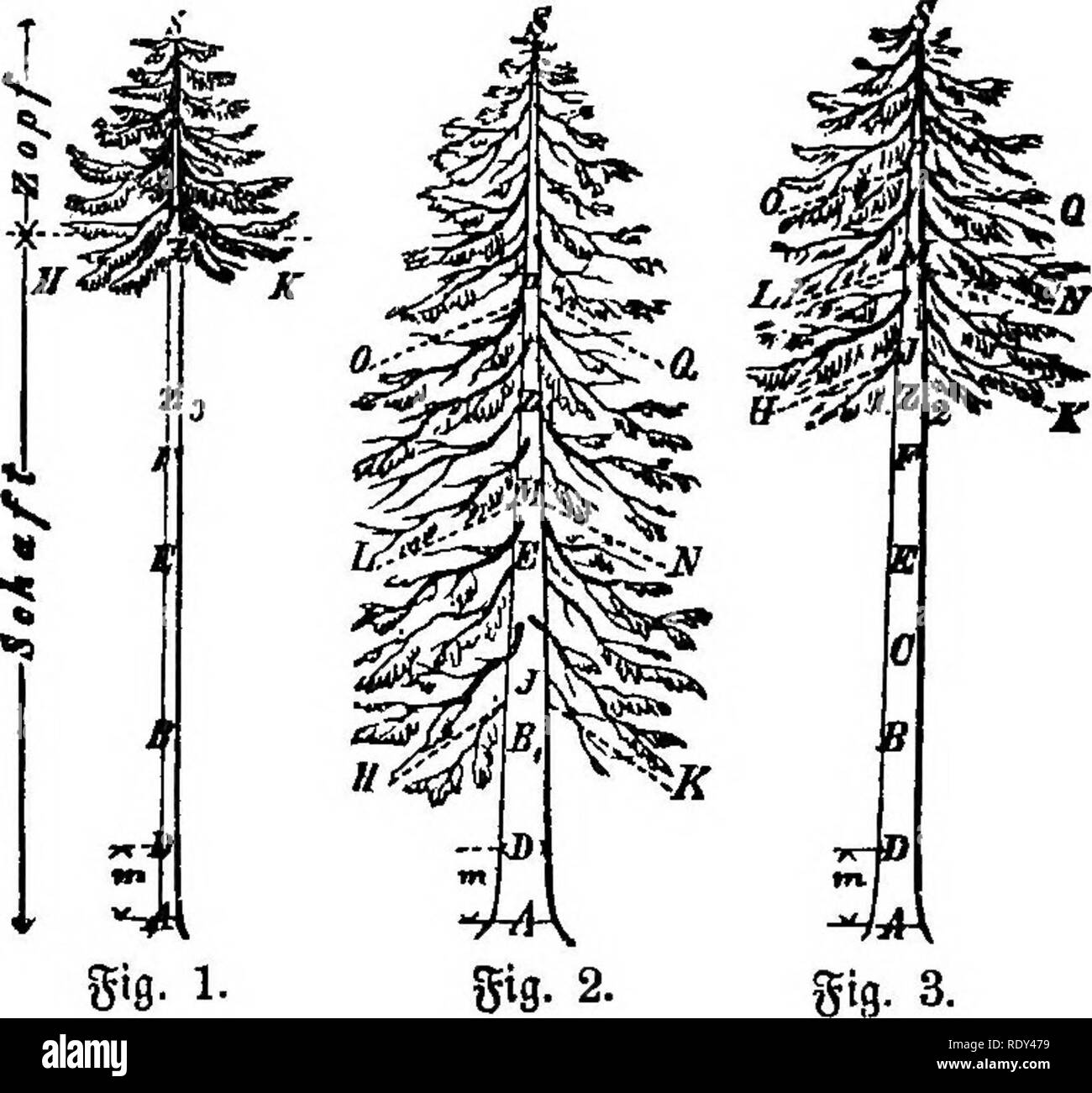 . Die Forstwirtschaft nach rein praktischer Ansicht . Le foreste e la silvicoltura. 32 ateiite major|(i^uIe jum 9letnertrag"6etrte6. jogen, 2 in ju freiem unb unaufgeaftet; 3 in slDedmci^ig burd^^ forfteten ober auc^ rauntU($ern ©tanbe unb aHmcilig angemeffen aufgeaftet: bort mel^r burd^ ben ©d^atten, l^ier mel^r burd^ bal ®ifen. Seber luirb ft^ bann tDo^ con fclbft jene ©tammbilbungg? ^3rafi§ organtfiren !t)nnen, beren §auptgrunblagen irir auf bte @©. 171-173 essere§ mel^rgeba4iten ^iilflbu^^ jufammengebrcingt. (SBeitereS iiber bie^ b unb fetne ^Bflege f. bafelbft, unb audb auf beff. @. 116 UNB 184.). §. Foto Stock