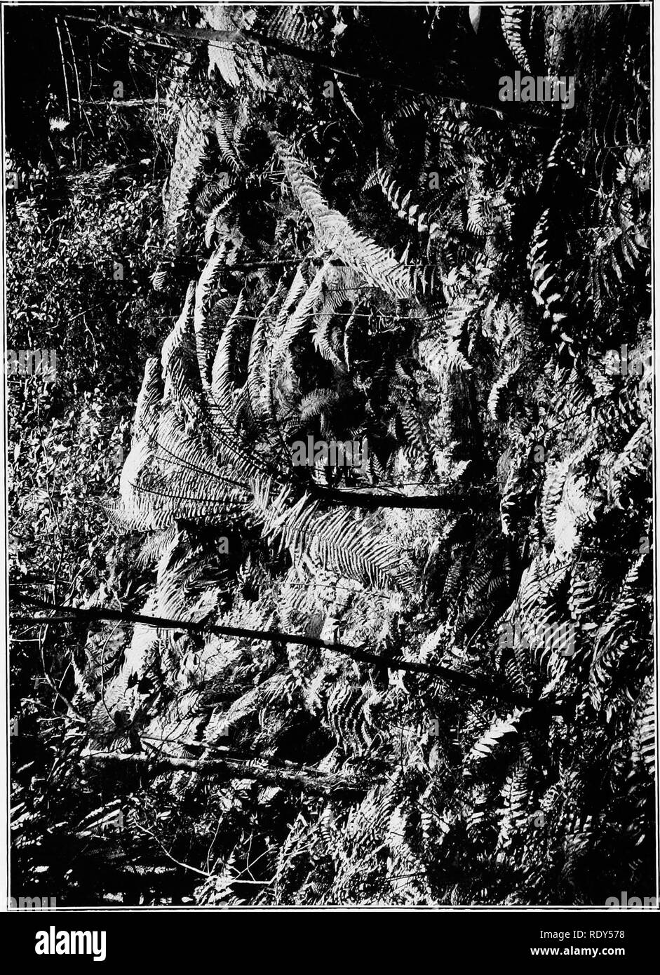 . Una pioggia montane-bosco; un contributo all'impianto fisiologico geografia della Giamaica. Ecologia vegetale; Botanica. Piastra SHREVE ]. Si prega di notare che queste immagini vengono estratte dalla pagina sottoposta a scansione di immagini che possono essere state migliorate digitalmente per la leggibilità - Colorazione e aspetto di queste illustrazioni potrebbero non perfettamente assomigliano al lavoro originale. Shreve, Forrest, 1878-1950. Washington, D. C. , Carnegie Institution di Washington Foto Stock