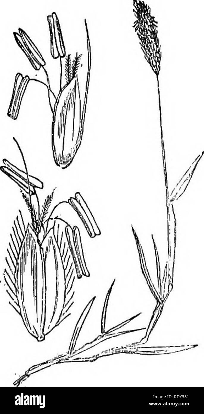 . Le illustrazioni della flora britannica: una serie di incisioni in legno, con le dissezioni, britannica di piante. La botanica; Botanica. 1169. Alopecurus pratensis. 1168. Alopecurus agrestis.. Si prega di notare che queste immagini vengono estratte dalla pagina sottoposta a scansione di immagini che possono essere state migliorate digitalmente per la leggibilità - Colorazione e aspetto di queste illustrazioni potrebbero non perfettamente assomigliano al lavoro originale. Fitch, W. H. (Walter Hood), 1817-1892; Smith, Worthington George, 1835-1917; Bentham, George, 1800-1884. Handbook of British flora. Londra, L. Reeve &AMP; Co. Foto Stock