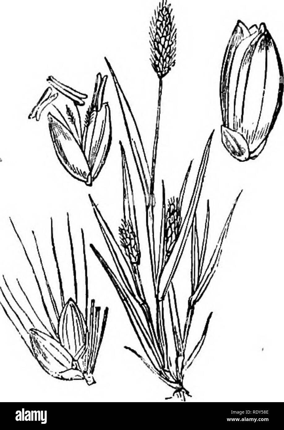 . Le illustrazioni della flora britannica: una serie di incisioni in legno, con le dissezioni, britannica di piante. La botanica; Botanica. 1157. Panicum virida. 1156. Panicum glaueum.. Si prega di notare che queste immagini vengono estratte dalla pagina sottoposta a scansione di immagini che possono essere state migliorate digitalmente per la leggibilità - Colorazione e aspetto di queste illustrazioni potrebbero non perfettamente assomigliano al lavoro originale. Fitch, W. H. (Walter Hood), 1817-1892; Smith, Worthington George, 1835-1917; Bentham, George, 1800-1884. Handbook of British flora. Londra, L. Reeve &AMP; Co. Foto Stock