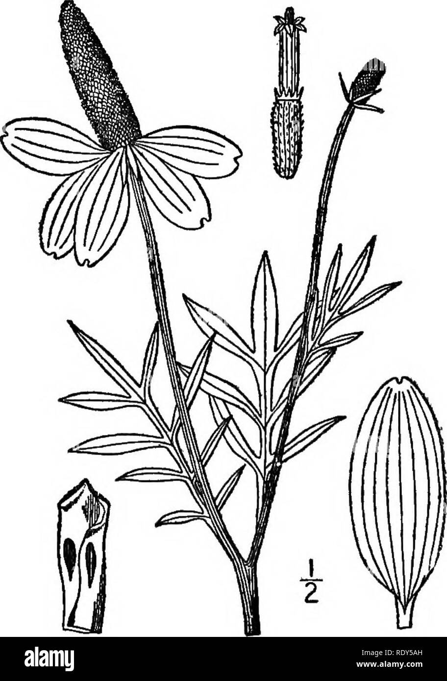 . Le famiglie di piante in fiore. Piante; fanerogame. Maiale. 224. Un composito occidentali alleati per la " black-eyed Susau " (Ratibida columnaris). Dopo Britton e marrone, 111. Fl. Nord-est. U. S. e quindi di aver trovato il nostro modo attraverso il labirinto di impianto fami-. Si prega di notare che queste immagini vengono estratte dalla pagina sottoposta a scansione di immagini che possono essere state migliorate digitalmente per la leggibilità - Colorazione e aspetto di queste illustrazioni potrebbero non perfettamente assomigliano al lavoro originale. Pollard, Charles Louis, 1872-. Washington, D. C. , il mondo della pianta di Co Foto Stock
