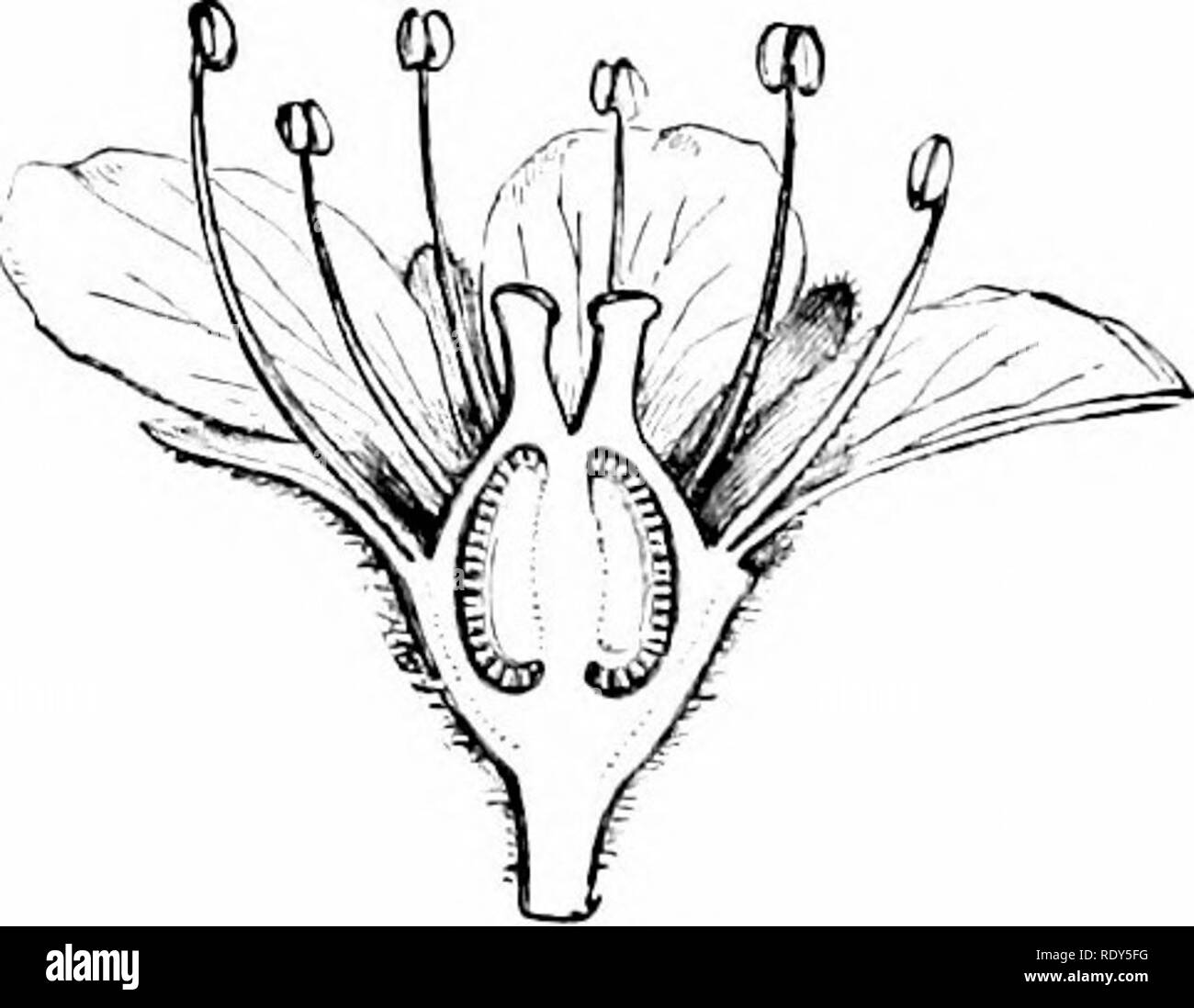 . La botanica della pianta vivente. La botanica. Un APrENDIX 517 dall aumento del numero degli stami, o del carpels ; dal naufragio della nave carpels più o meno completamente entro il recipiente in modo da dare una metà inferiore o una inferiore ovarj' ; e in alcuni casi da una riduzione del numero dei carpels a due o uno solo. Il numero di ovuli possono anche essere ridotti. Ma ancora il quadro principale del fiore rimane la stessa. La maggior parte dei relativi impianti bear prevedono foglie.. Fig. 422. Sezione mediana di tlie fiore di Sassifraga, mostrando la metà carpels affondato nel recep- tacle, e coerente per il Foto Stock