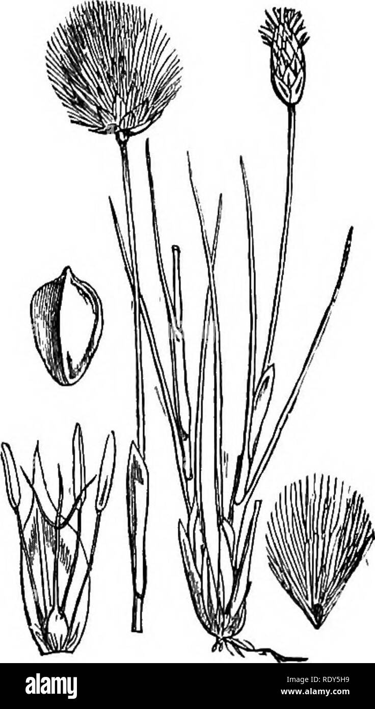 . Le illustrazioni della flora britannica: una serie di incisioni in legno, con le dissezioni, britannica di piante. La botanica; Botanica. 1100. Eriophorum alpinnm.. 1101. Eriophorum Taginatum,. Si prega di notare che queste immagini vengono estratte dalla pagina sottoposta a scansione di immagini che possono essere state migliorate digitalmente per la leggibilità - Colorazione e aspetto di queste illustrazioni potrebbero non perfettamente assomigliano al lavoro originale. Fitch, W. H. (Walter Hood), 1817-1892; Smith, Worthington George, 1835-1917; Bentham, George, 1800-1884. Handbook of British flora. Londra, L. Reeve &AMP; Co. Foto Stock