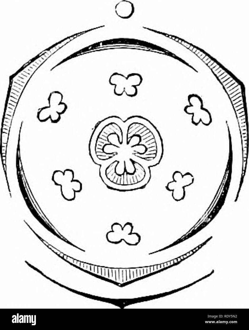 . La botanica della pianta vivente. La botanica. 494 botanica della pianta vivente base, e parallelo venatura ; ma il Dioscoreaceae sono eccezionali in liaving ampia lascia reticolare. Il ilowers sono costruiti su un tipo che può essere accettato come un generale piano sottostante per monocotiledoni, essendo com- posti di cinque vortici alternata di parti. Il numero di parti in ciascuna whorl è comunemente tre ; ma altri numeri possono essere trovati, come ad esempio due (Maianthenmm), o quattro o addirittura cinque (Parigi, Aspidistra). La formula floreale è P. n + n e n + n, GYN. [N), e il diagramma floreale come in Fig- 397- Il più primit Foto Stock