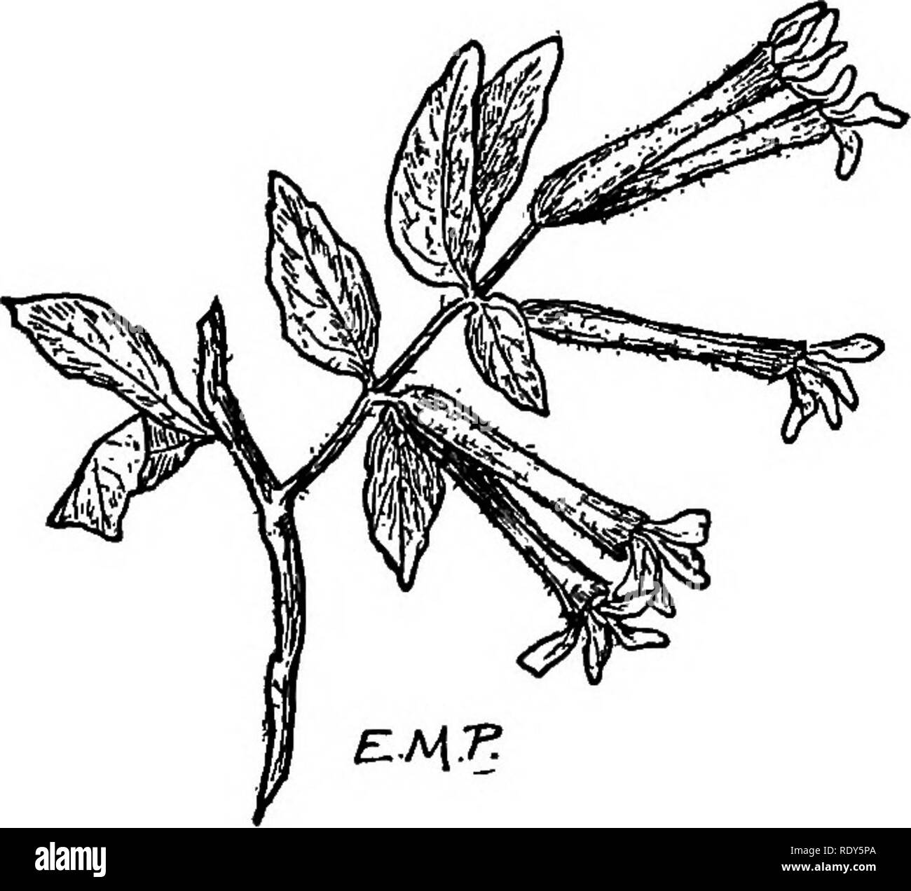 . Le famiglie di piante in fiore. Piante; fanerogame. Famiglie di piante fiorite 193. Fig. 170. Firey Cuphea {Cwphea Llavce). Da tlie viscido cuphea, una fastidiosa infestante con fiori insignificanti. Lagerstroemia, il mirto di crespo, è probabilmente il più altamente orna- arbusto mentale del sud degli Stati Uniti. Originariamente introdotto dall Asia meridionale, è stata così coltivati comunemente che essa è divenuta spontanea in molti luoghi. Le foglie sono scuro lucido, verde e la deUoate fiori di colore rosa, prodotte in lilao-uke masse, hanno una consistenza simile a arricciato, i petali sono sostenuti su lunghi artigli e BEA Foto Stock