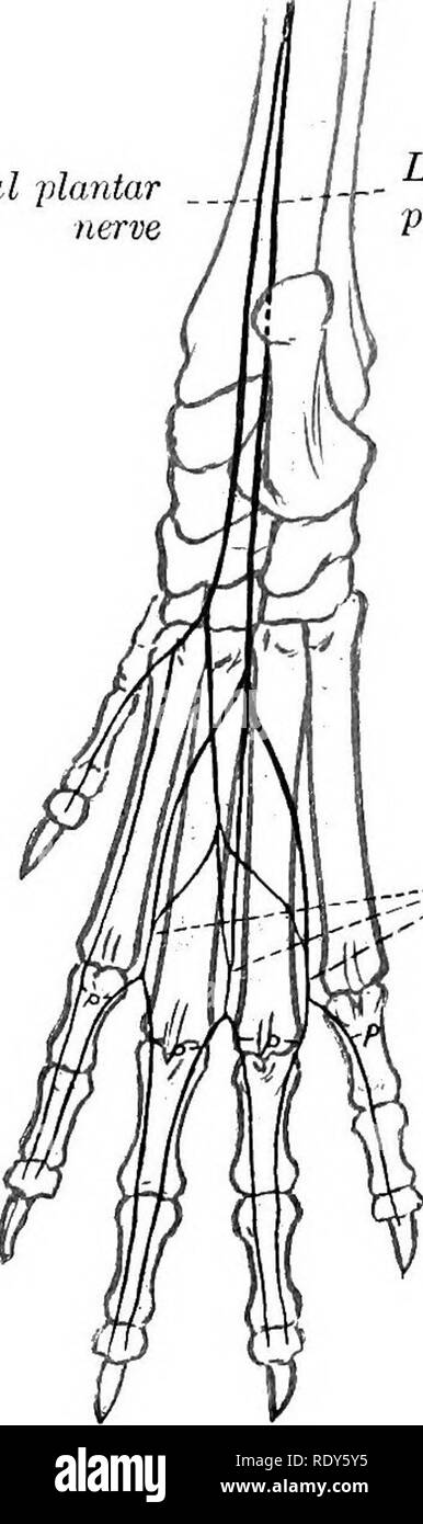 . L'anatomia di animali domestici . Anatomia Veterinaria. Deep pero- neal nervo plantare mediale del nervo. Laterale del nervo plantare Pl(fntar J comune nervi digitali Fig. 686.-Nerveb di Pabt distale del diritto arto posteriore del cane, vista Dobsal (schematica). p, Dorsale corretta nervi digitali. Fig. 687.-Nebves di Paet distale del diritto arto posteriore del cane, vista Plantah (schematica). p, plantari corretta nervi digitali. che la nave e anastomosi con rami del peroneo superficiale del nervo. Esso fornisce i ramoscelli cutanea da soffocare il metatarso. Il comune del nervo peroneo si separa dal componente tibiale al di sopra del o Foto Stock