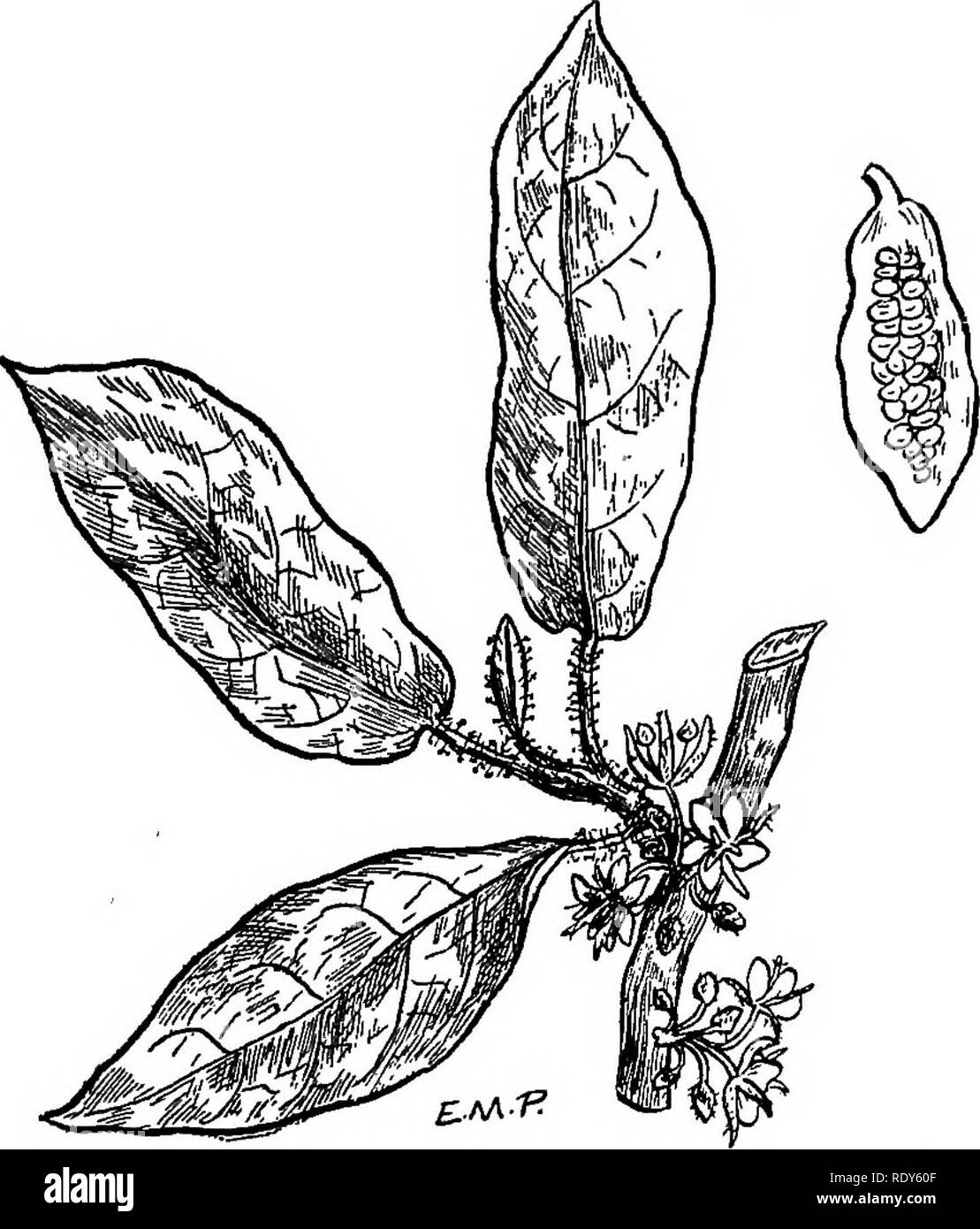 . Le famiglie di piante in fiore. Piante; fanerogame. Famiglie di piante FLOWEEING 171 Famiglia Malvaceae. Famiglia di malva. Contiene circa 40 generi e 800 specie, di ampia distribuzione in tropicale e regioni temperate. Il mallows sono erbe o arbusti, alberi di rado, con prevalenza di palmately venata di foglie e fiori di grandi dimensioni. Il calice di 5 sepali, è spesso circondata da frondosi brattee alla base. I petali sono 5; sta- mens numerosi e sempre caratteristica della famiglia sul conto della loro unione da filamenti in una singola colonna strettamente circostante il pistillo, quando essi sono detti essere m Foto Stock